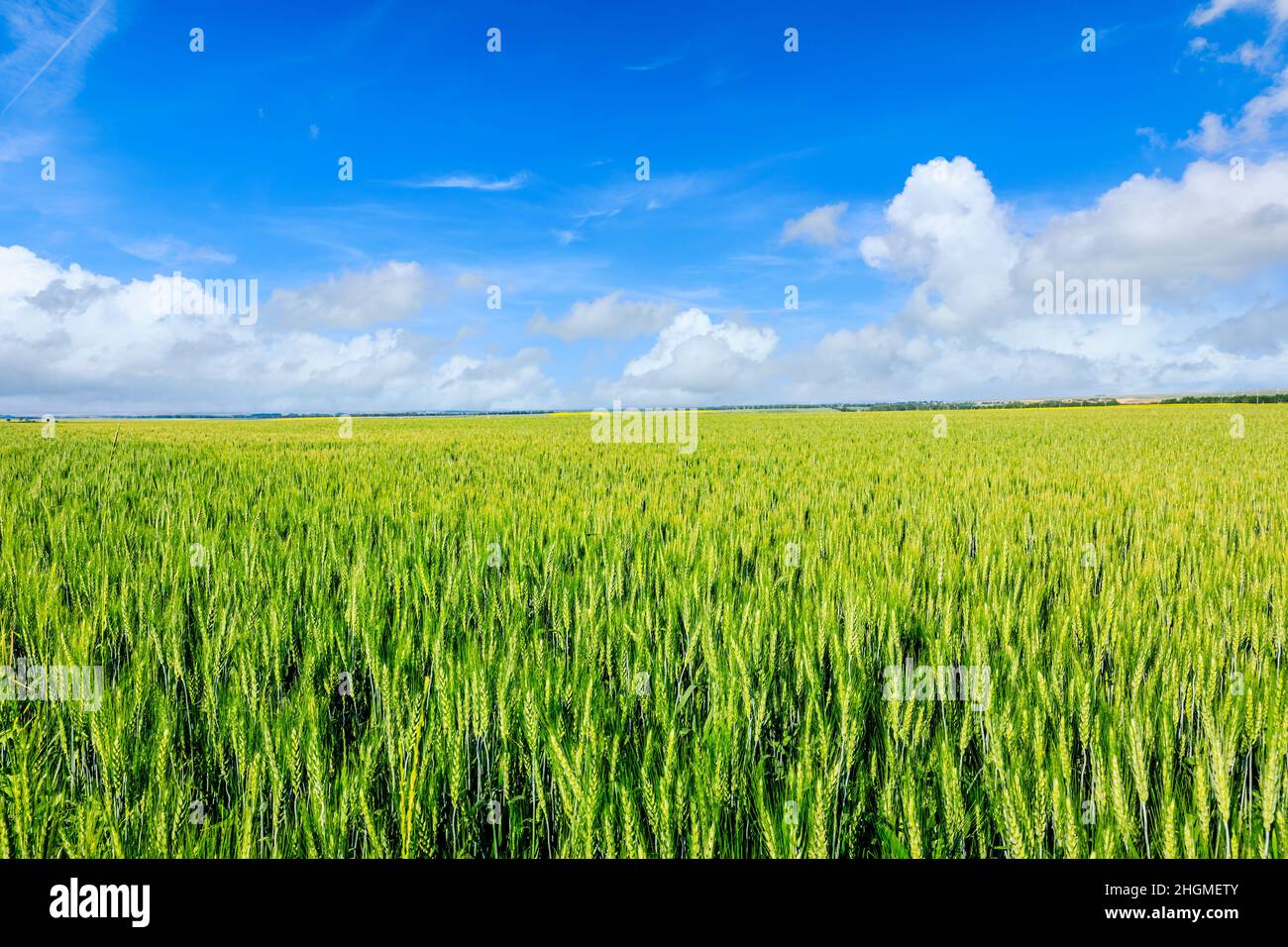 Grünes Weizenfeld unter blauem Himmel. Weizenfeld natürliche Landschaft im Frühjahr. Stockfoto