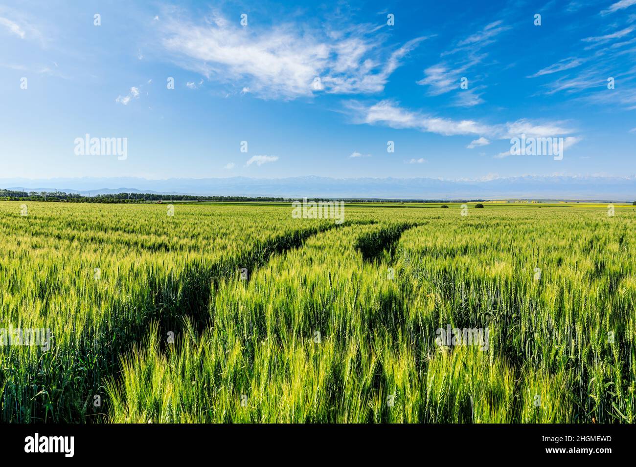 Grünes Weizenfeld unter blauem Himmel. Weizenfeld natürliche Landschaft im Frühjahr. Stockfoto