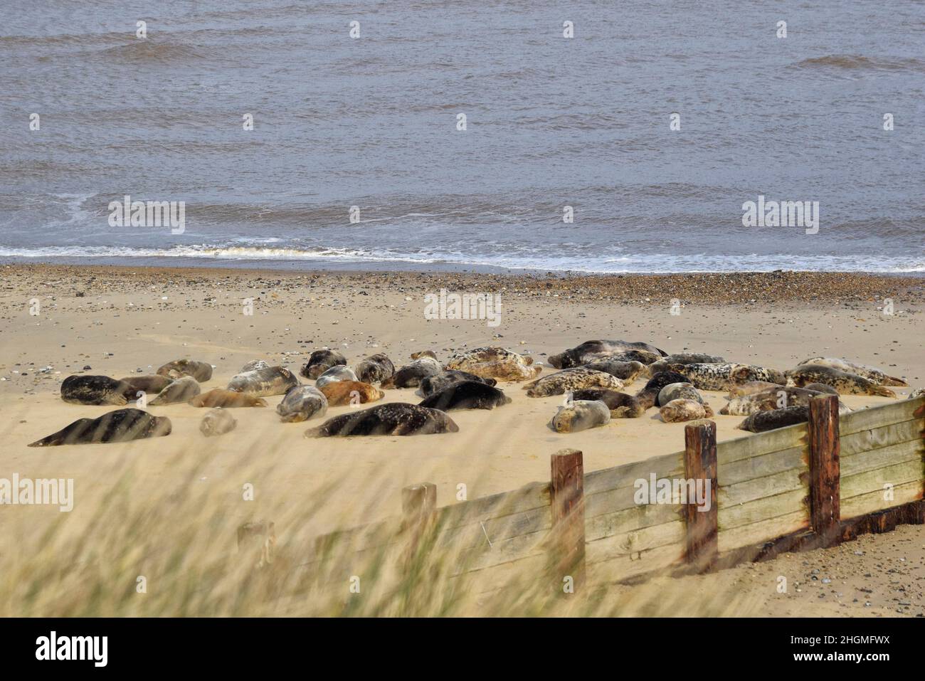 Gruppe von Kegelrobben, Horsey GAP, Nord-norfolk, england Stockfoto