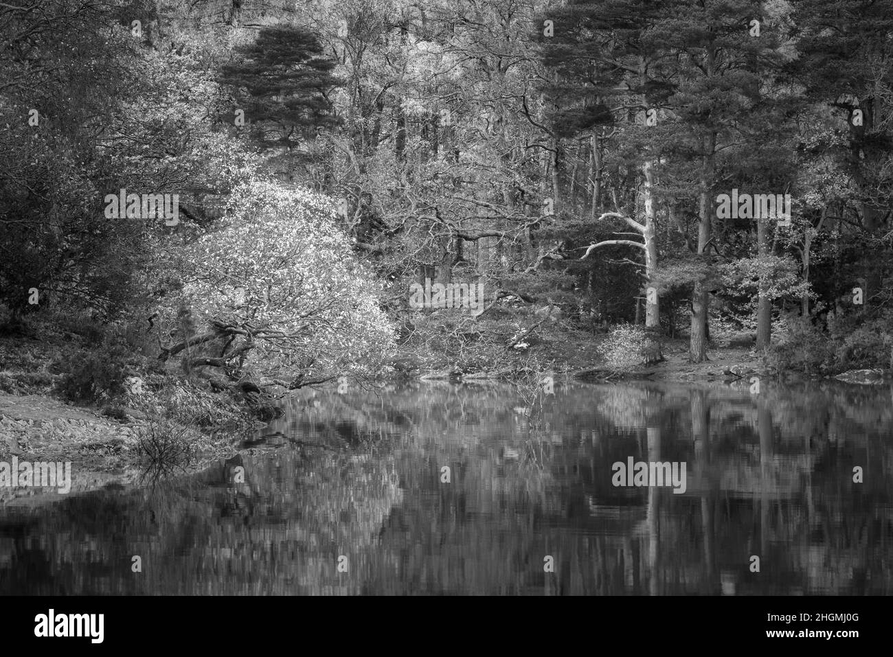 Schwarz-weiß atemberaubende Lake District Waldlandschaft des Manesty Park während der pulsierenden Herbstfarbenszene Stockfoto