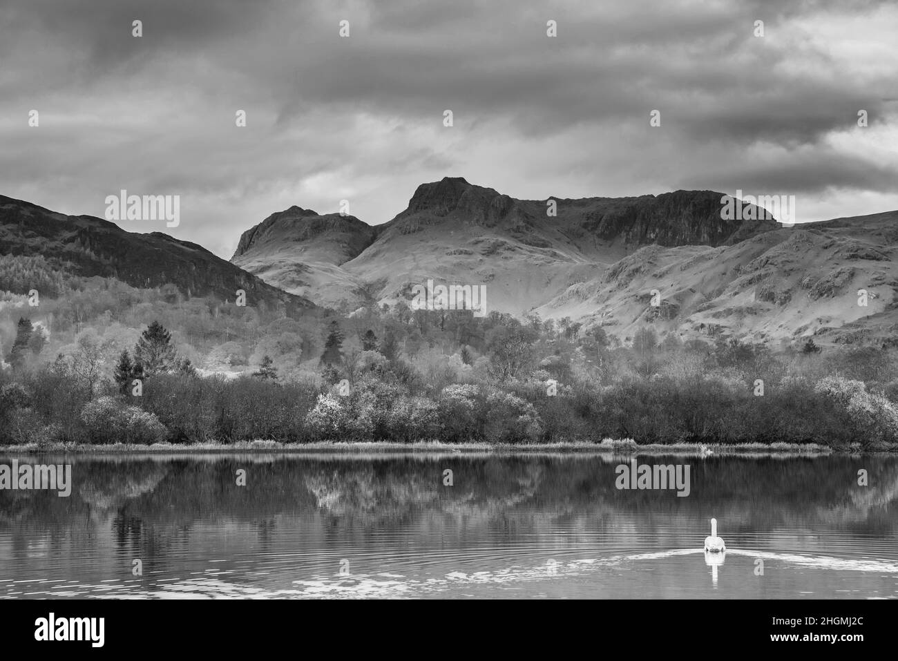 Schwarz-weiß Epische Herbstlandschaft Bild des Flusses Brathay im Lake District Blick auf Langdale Pikes mit Nebel über Fluss und lebendige Wald Stockfoto