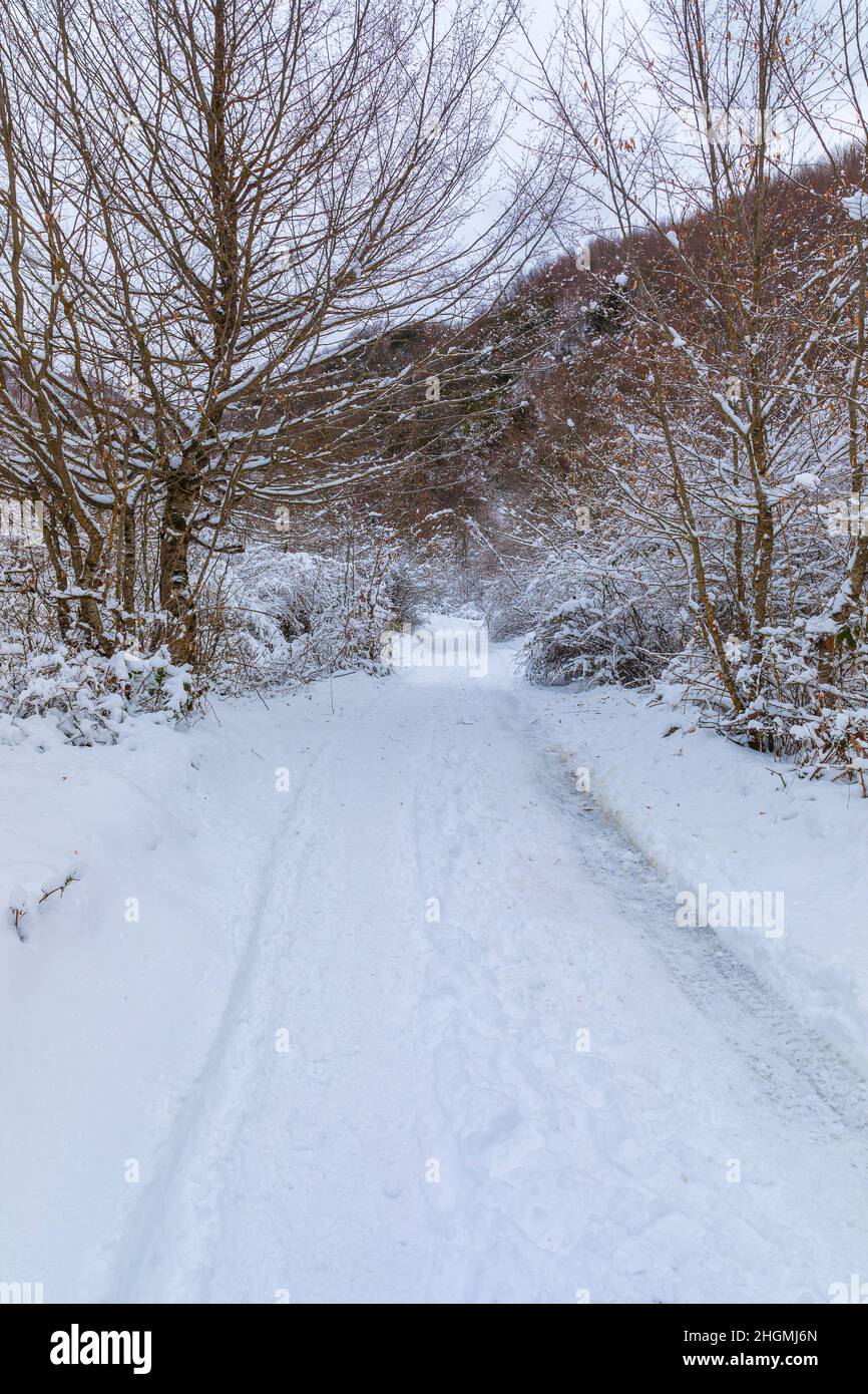 Bäume und Sträucher, die im Wald mit Schnee bedeckt sind Stockfoto