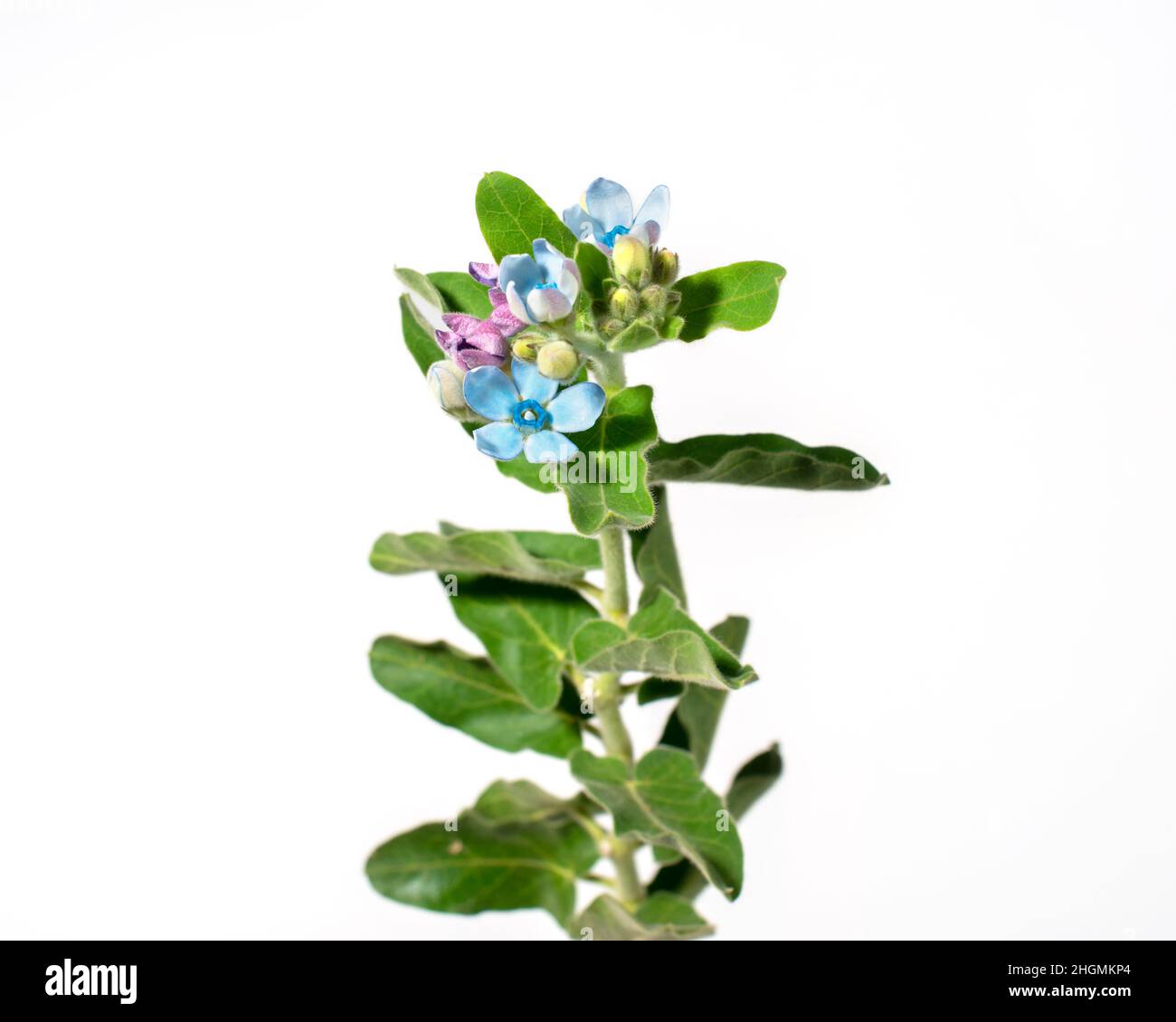 Dekorative Vergissmeinnicht-Blumen, die für Blumensträuße verwendet werden. Isoliert auf weißem Hintergrund. Stockfoto