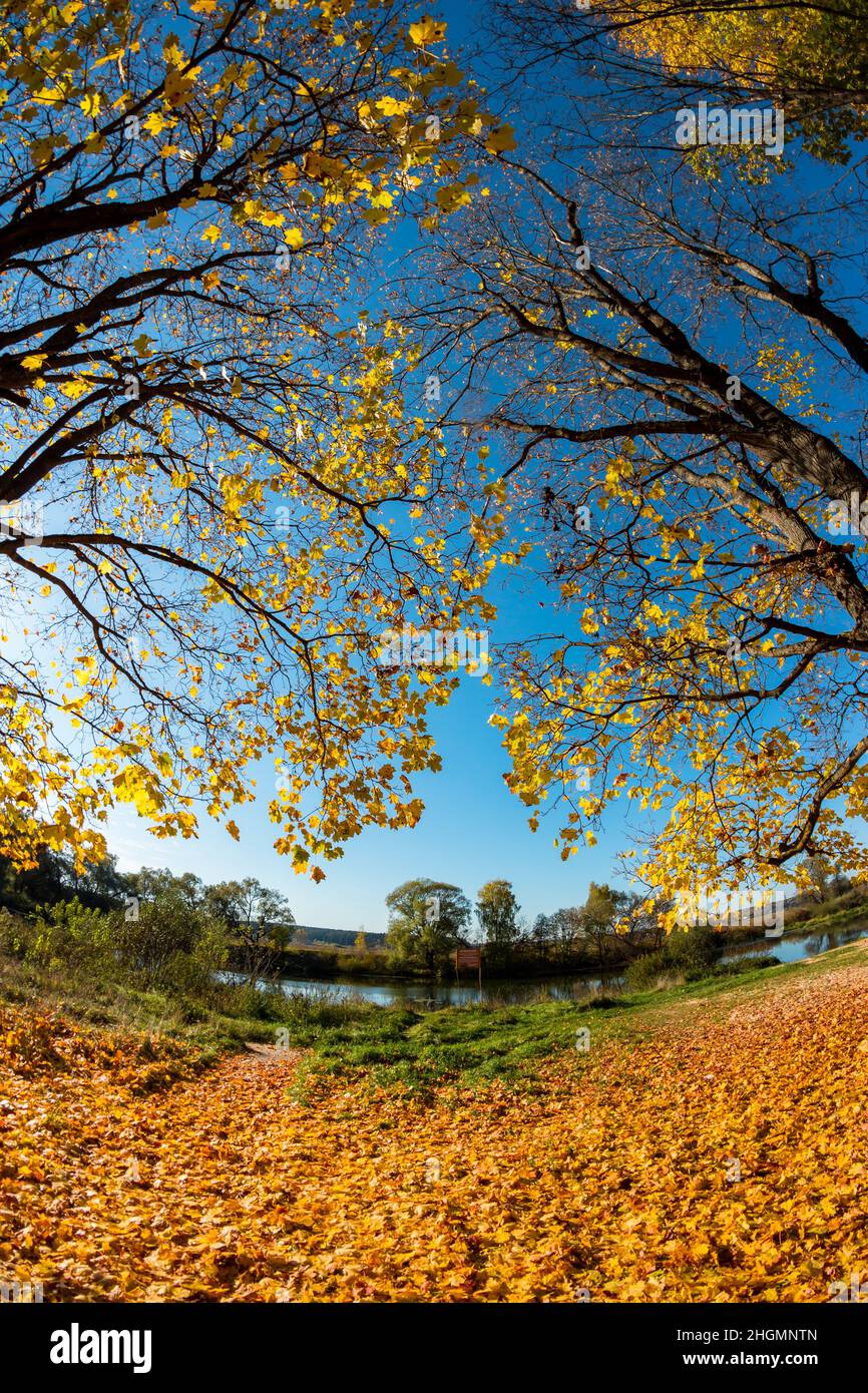 Ahornbäume mit hellgelben Blättern im Herbst, eine Aussicht mit Fischaugen-Effekt Stockfoto
