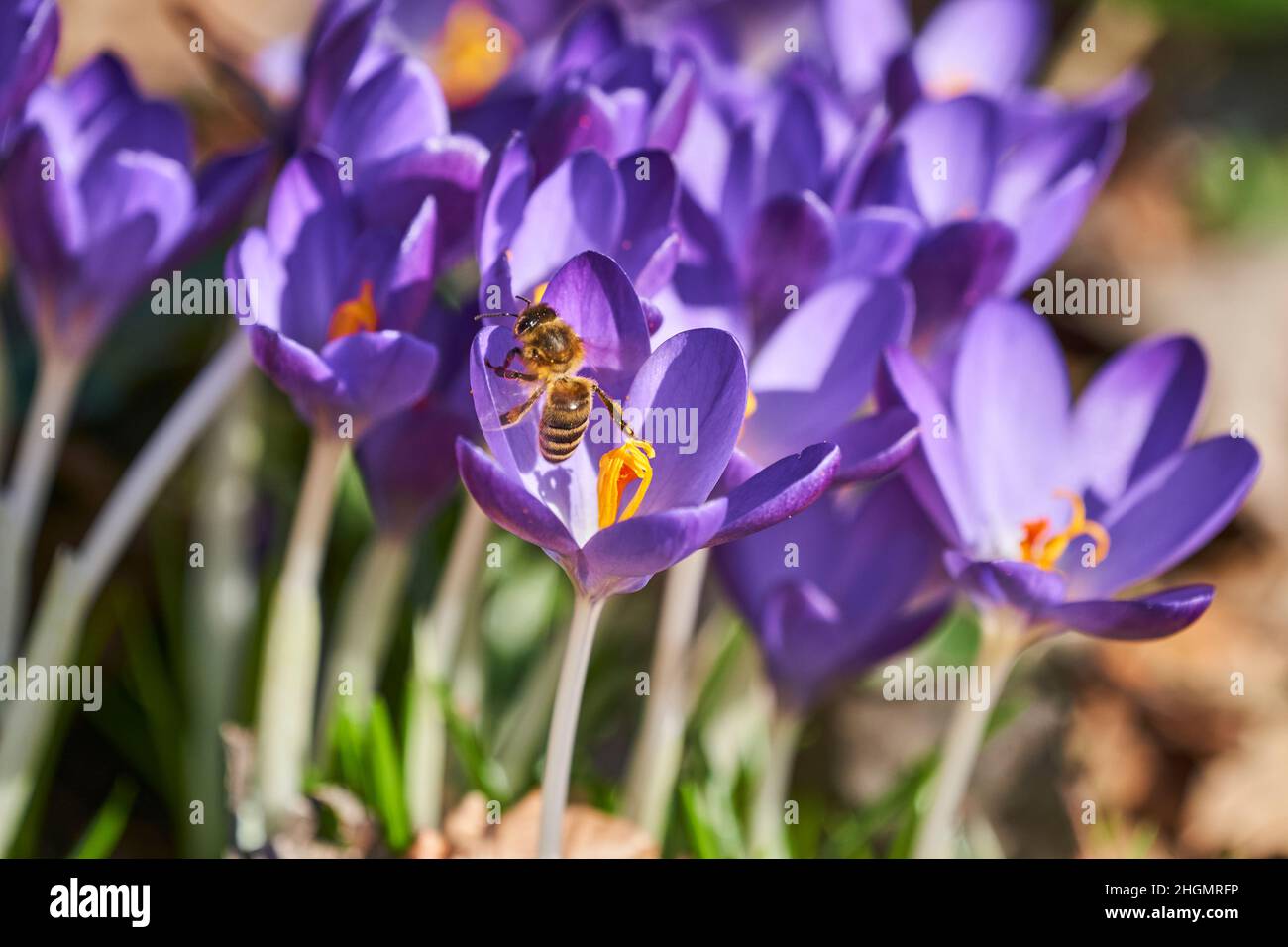 Ein Crocus ist eine blühende Pflanze in der Familie der Iris und eine mehrjährige Blume, die aus Kormen wächst Stockfoto