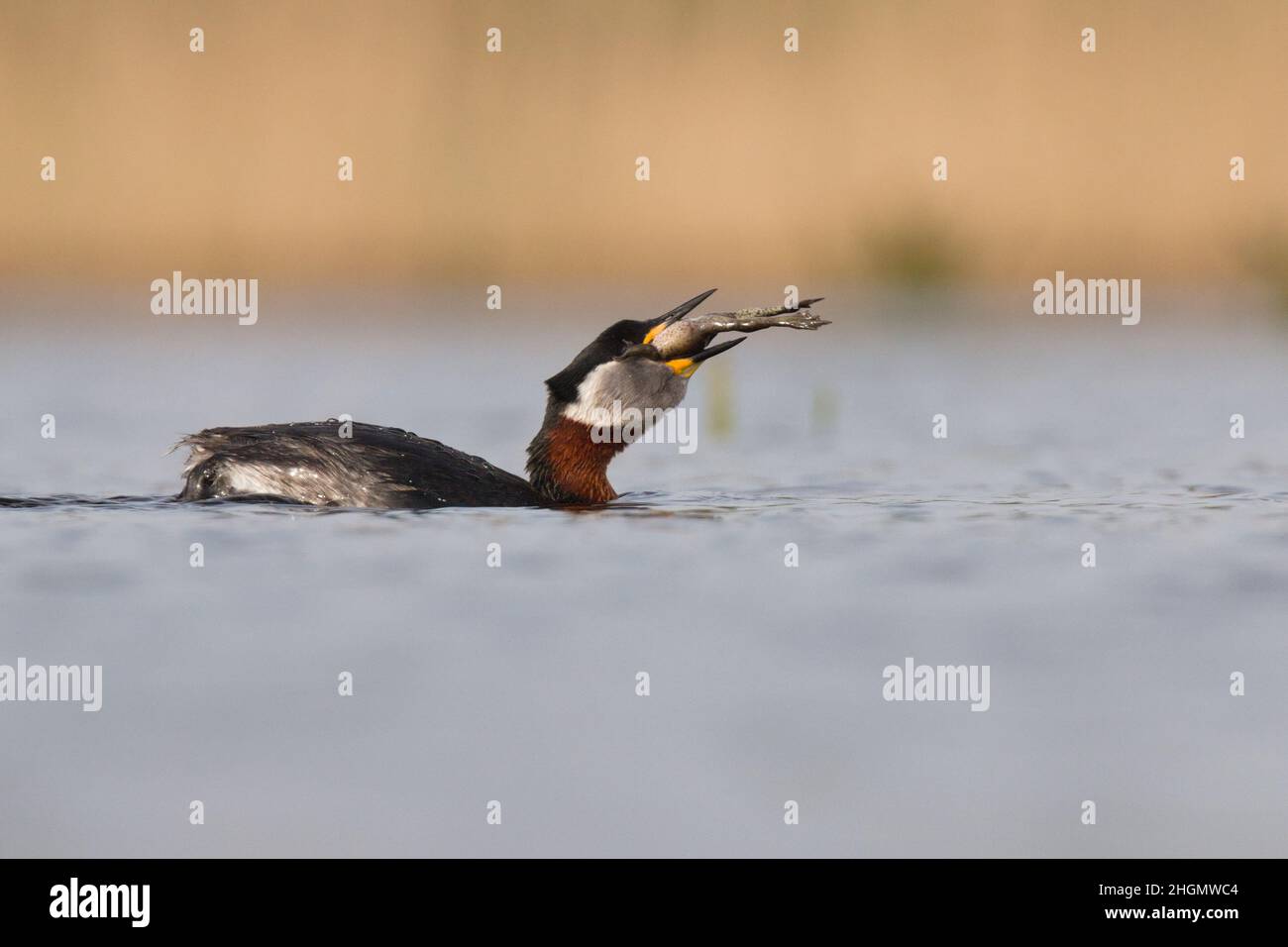 Rothalsgreie, die einen Frosch schlürfen Stockfoto