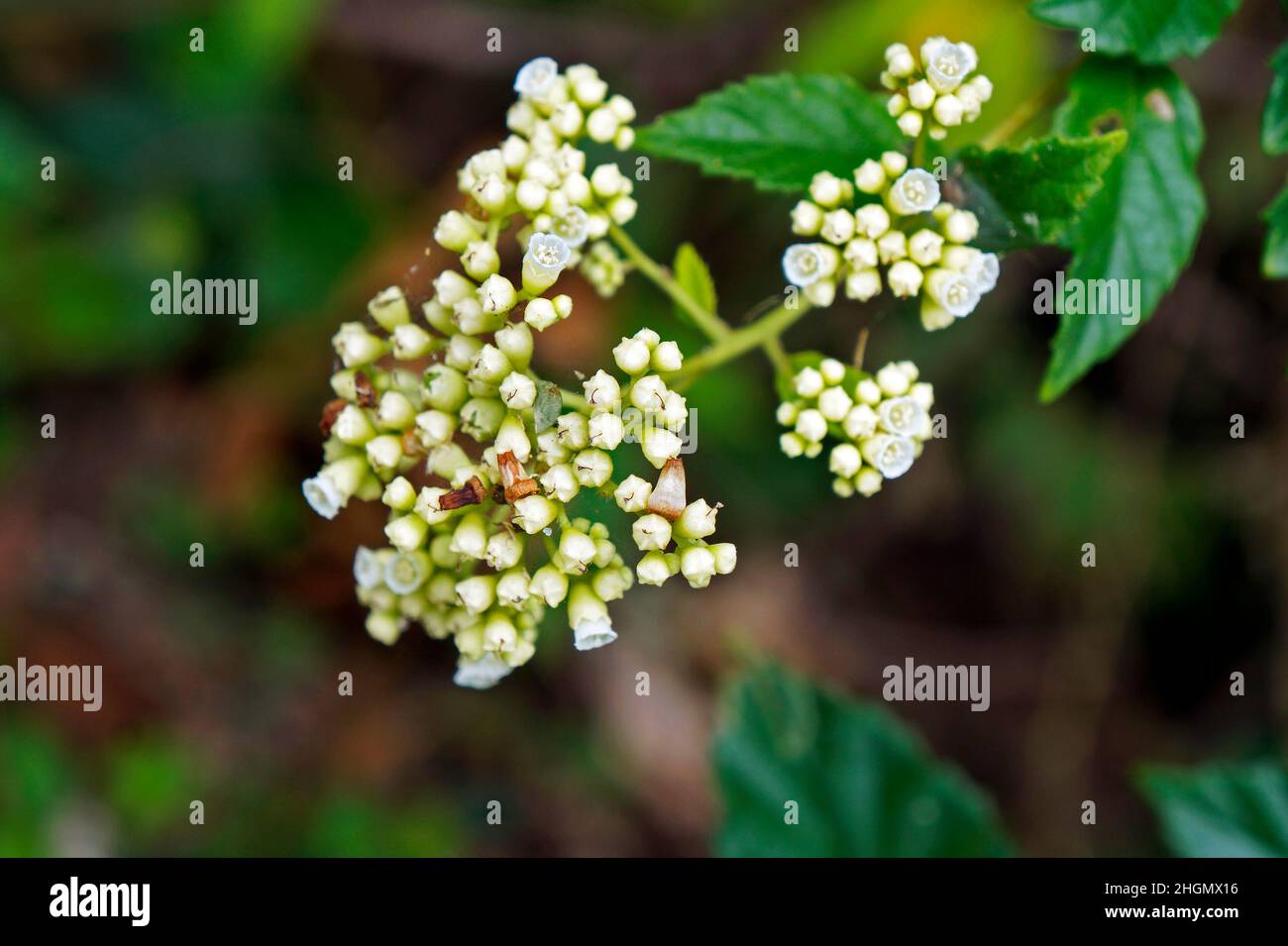 Wilde weiße Blumen auf tropischem Wald Stockfoto