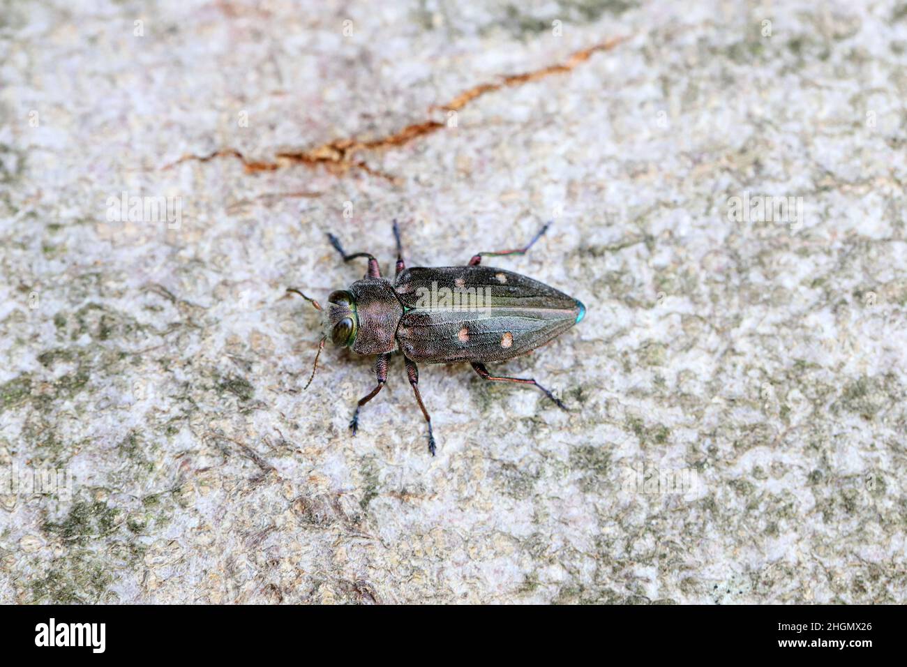 Ein schöner Schmuckkäfer aus Metall - Chrysobothris affinis, Buprestidae, der auf der Rinde eines Baumes im Wald sitzt. Stockfoto