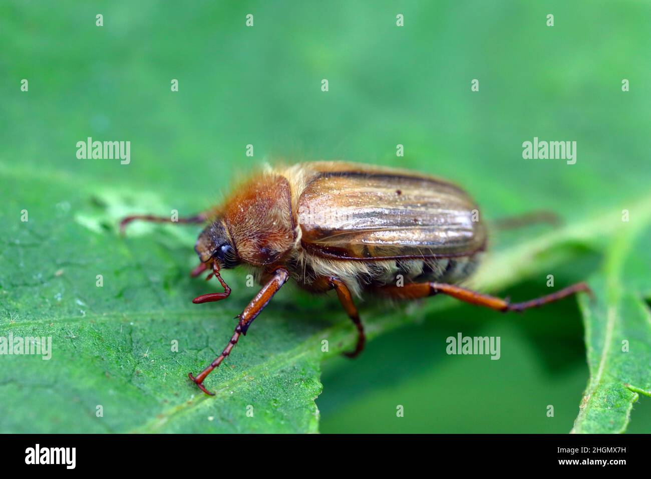Kleiner June Beetle Amphimallon solstitiale auf dem beschädigten Pflanzenblatt sitzend. Stockfoto