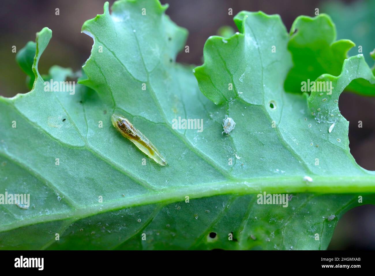 Wingless Kohllaus (Brevicoryne brassicae) - und Larve von Schwebfliegen (Blattlaus-fressende Raubtiere) unter einem Grünblatt im Garten. Stockfoto