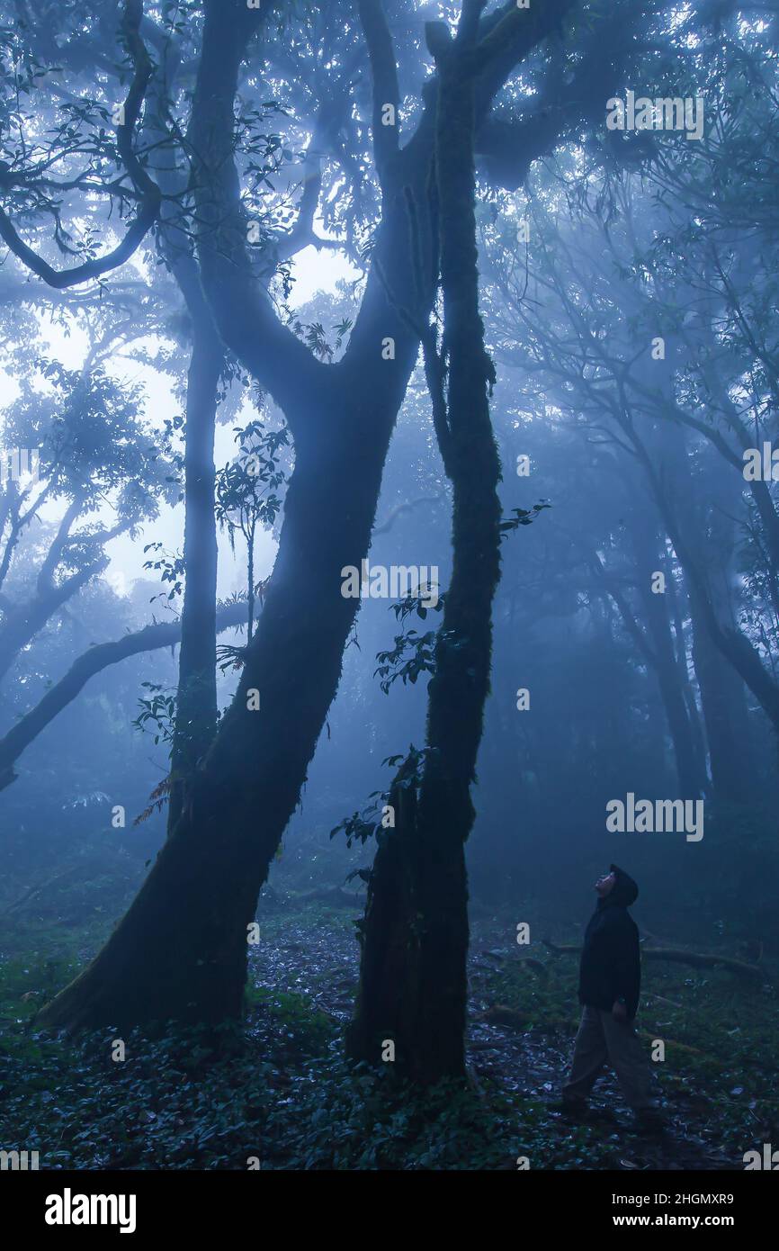 Ein junger Mann in einer Regenmantel-Jacke steht und sieht die uralten Bäume in einem tropischen Wald im Nebel. Exploration, Umweltkonzepte. Stockfoto