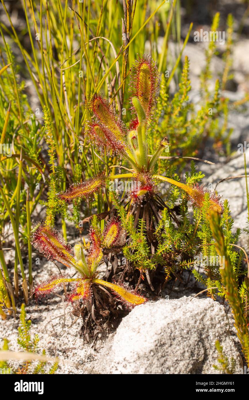 Der seltene Sonnentau Drosera ramentacea in natürlichem Lebensraum Stockfoto