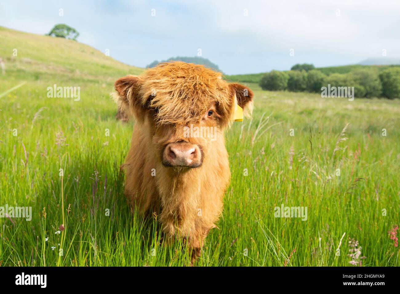 Highland Cow Calf - Schottland, Vereinigtes Königreich Stockfoto