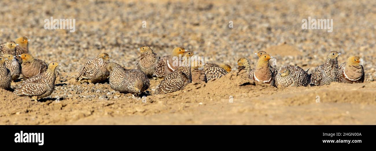 Namaqua Sandgrouse im Kgalagadi Stockfoto