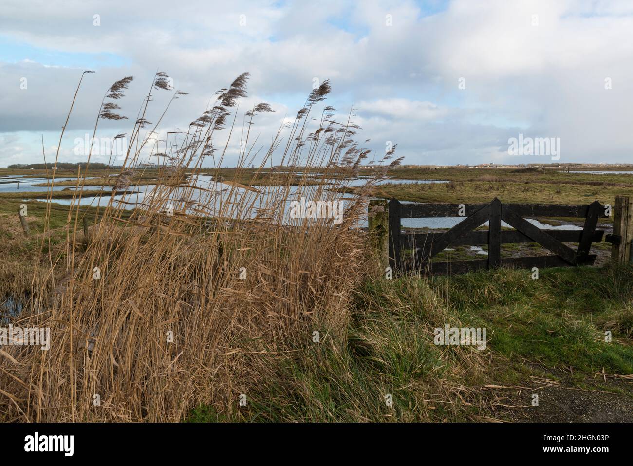 Geschlossener Zaun an der 'Yerseke Moer', einem geschützten Torfwiesengebiet in der Nähe von Yerseke, Zuid-Beveland, Zeeland, Niederlande Stockfoto