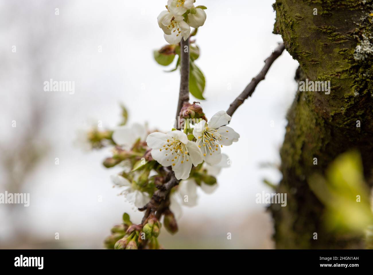 Viele schöne Blüten von Apfelbaum im Frühjahr Stockfoto