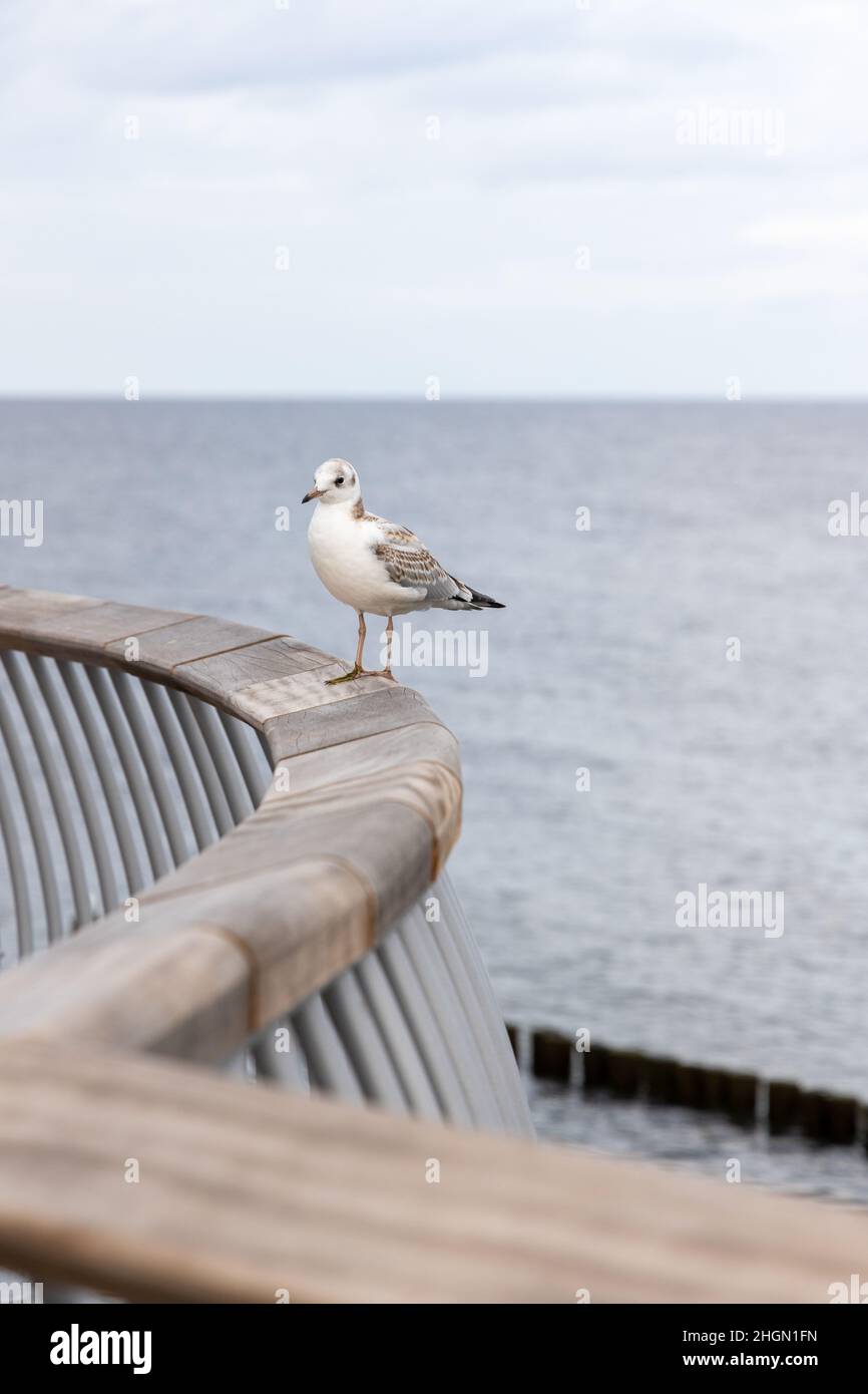 Eine weiße Möwe sitzt auf dem Geländer der neuen Seebrücke in Koserow auf der Insel Usedom. Stockfoto