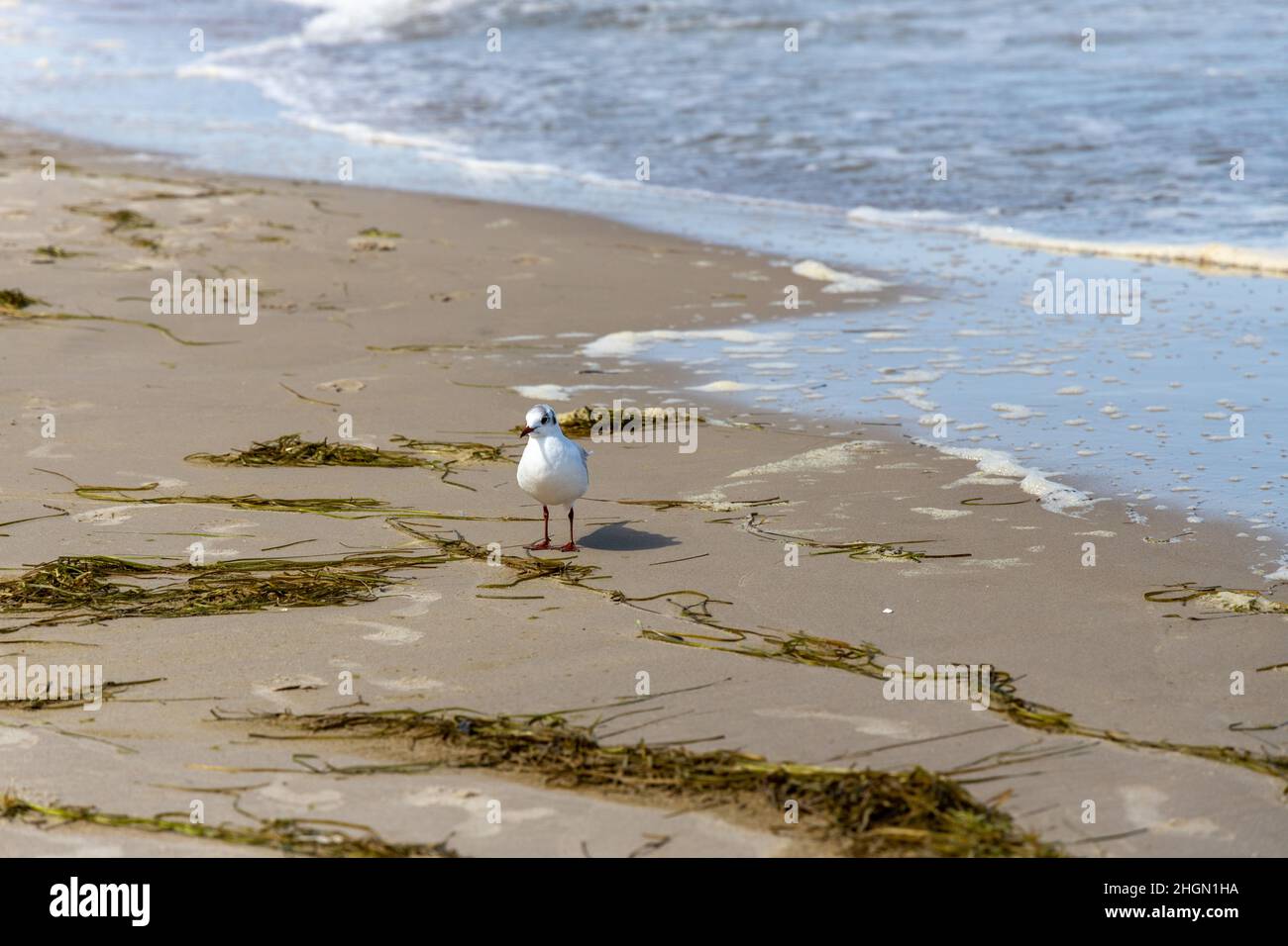 Viele Möwen am Strand der Ostsee auf der Suche nach Nahrung Stockfoto