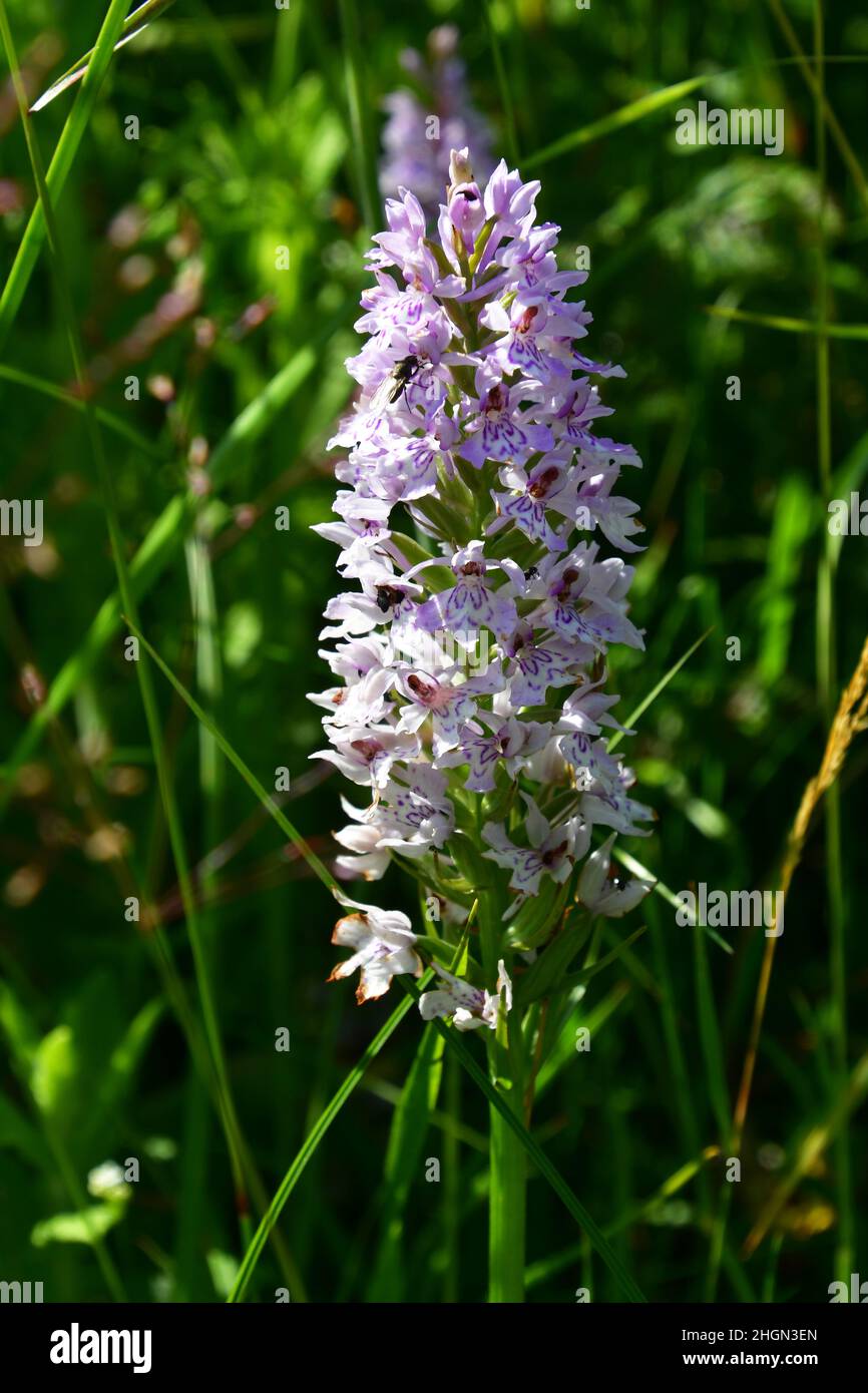 The Common Spotted Orchid im Snipe Dales Country Park and Nature Reserve, Lincolnshire, Großbritannien Stockfoto