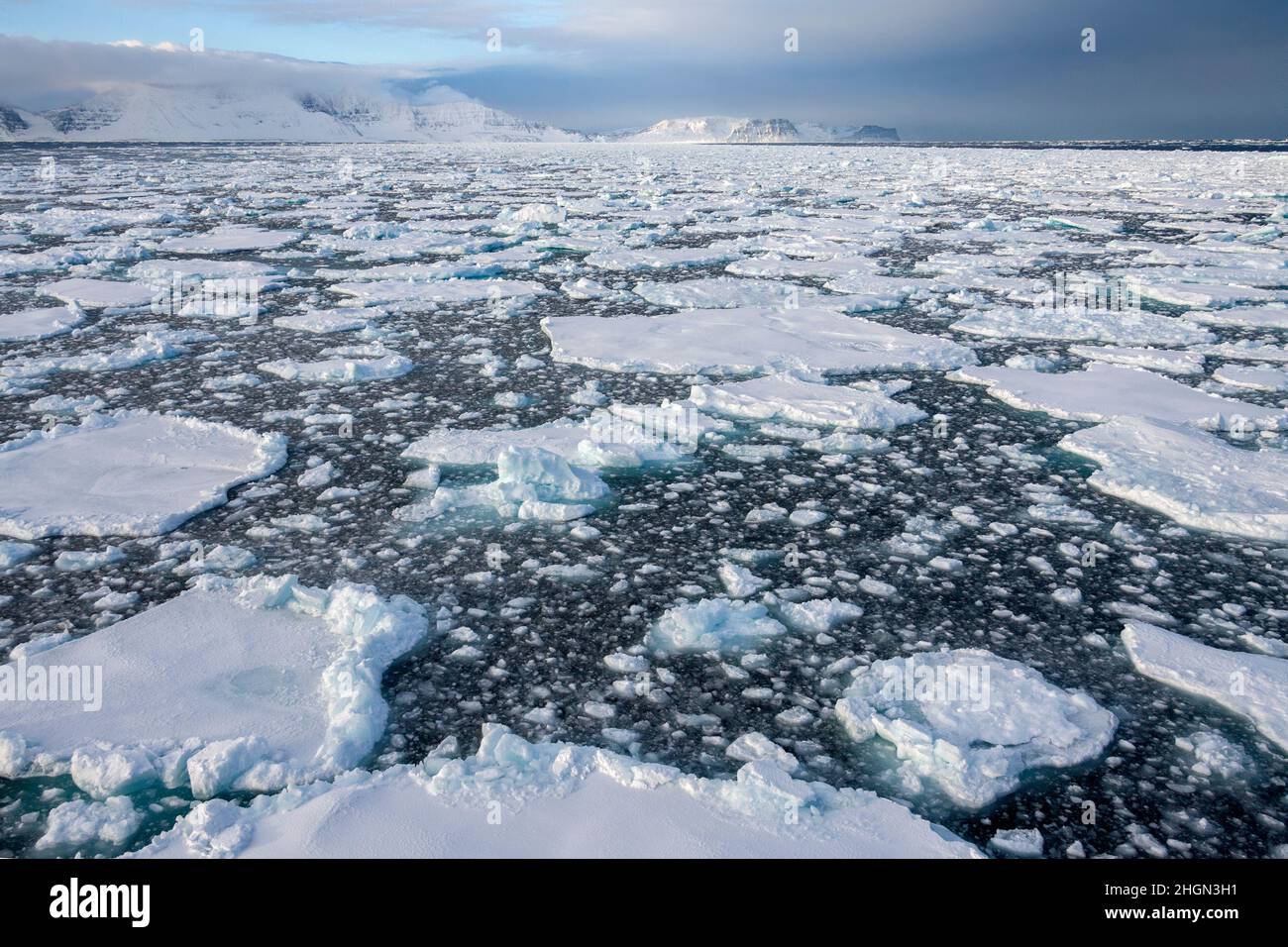 Meereis im Nordatlantik vor der Nordostküste Grönlands. Stockfoto