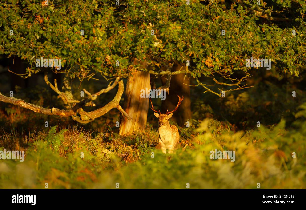 Nahaufnahme eines Damhirsches (Dama dama), der im Herbst unter einem Baum steht. Stockfoto