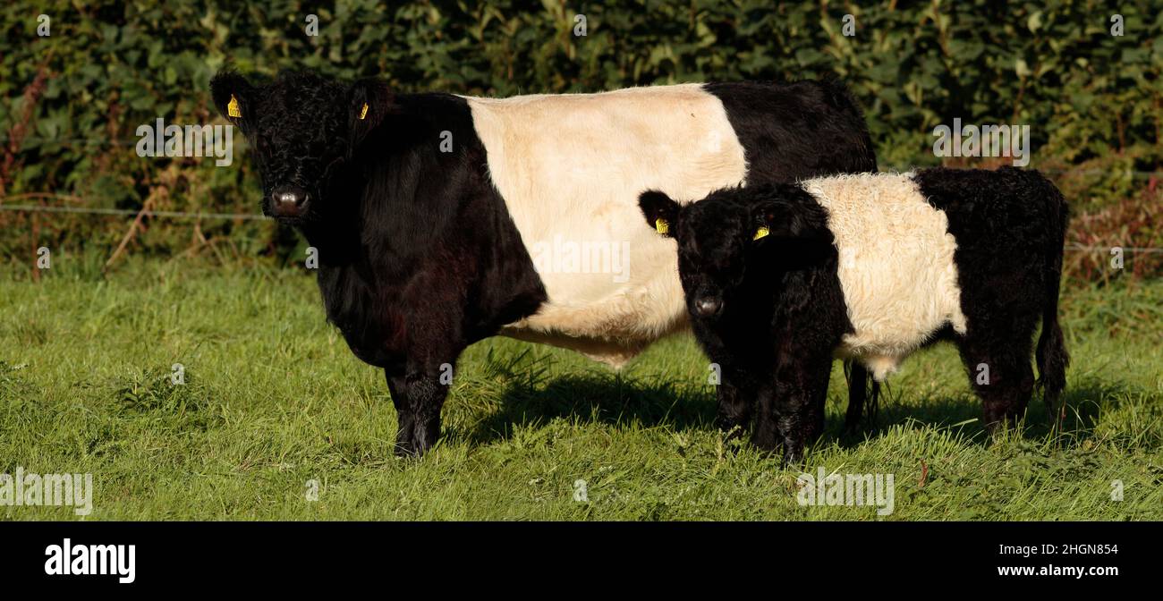 Belted Galloway Kuh und Kalb Stockfoto