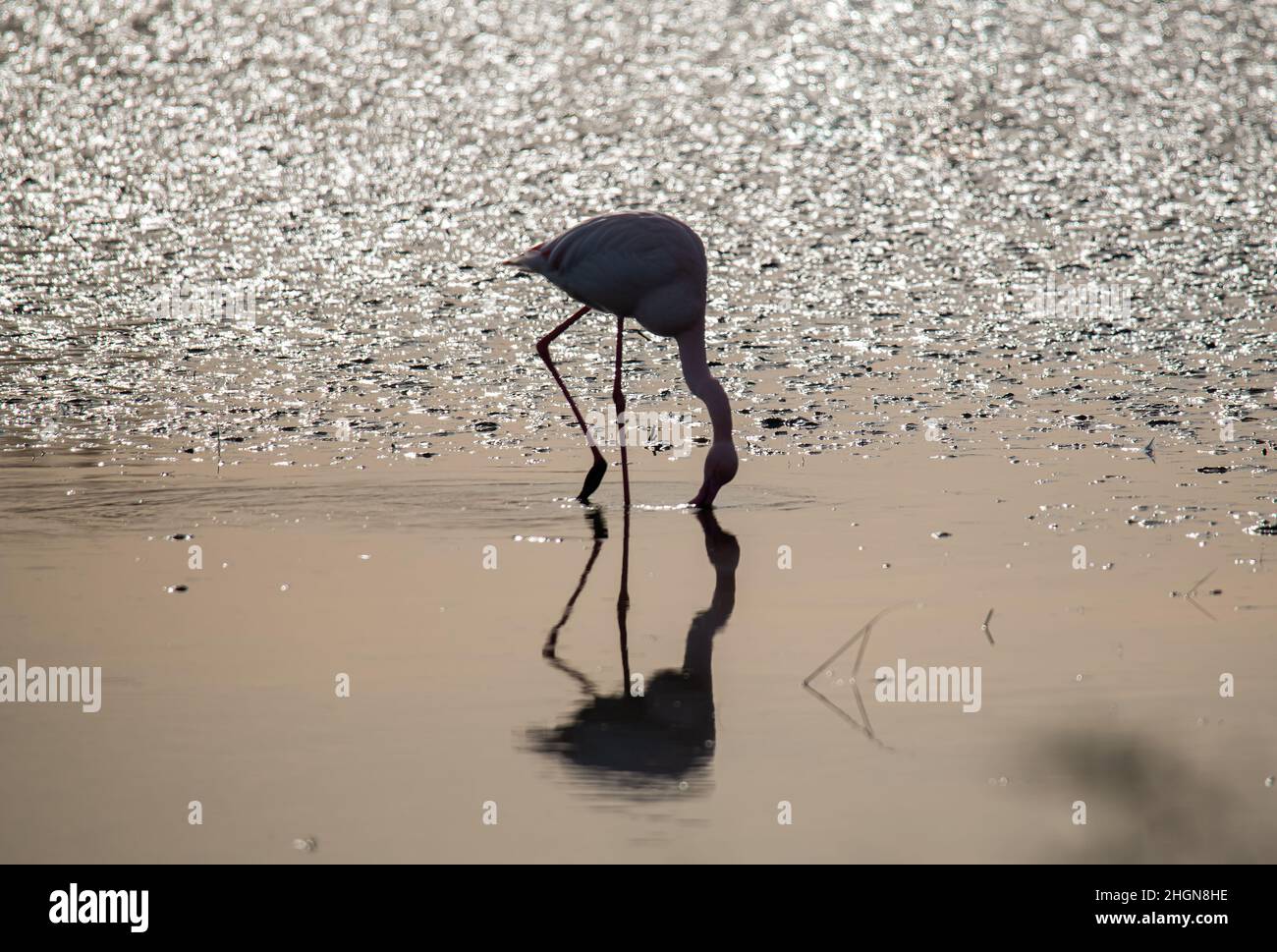 Silhouette von Flamingos in Sunset, Camargue, Frankreich Stockfoto