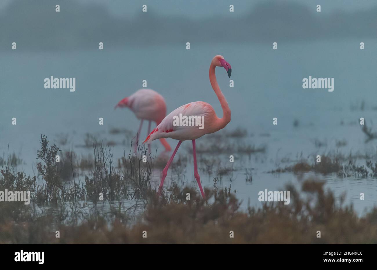Nahaufnahme eines einzigen Flamingo in Camargue, Frankreich Stockfoto