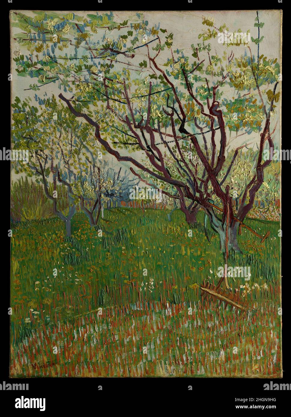 The Flowering Orchard 1888 Vincent van Gogh Dutch die Ankunft des