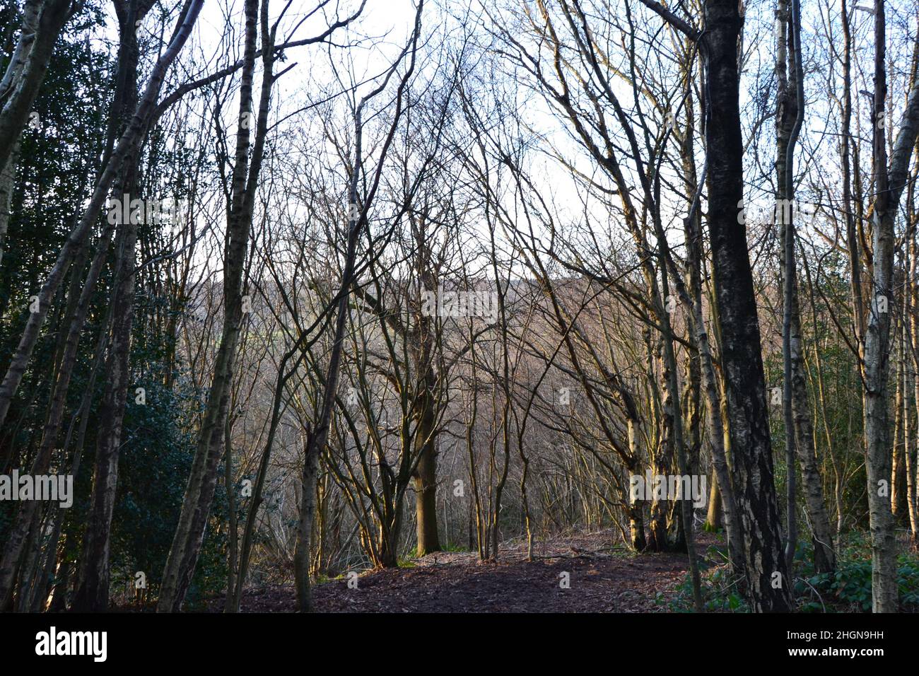 Wälder im Winter auf IDE Hill, einem National Trust, wurde ein uraltes Waldgebiet hoch auf dem Greensand Ridge von Kent in der Nähe von Sevenoaks unterhalten. Beliebt für Spaziergänge Stockfoto