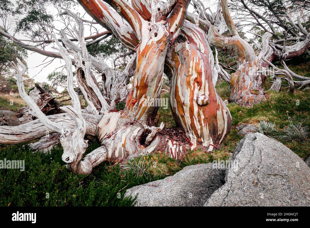 Knarriger und farbenfroher Schnee im australischen Hochland. Stockfoto