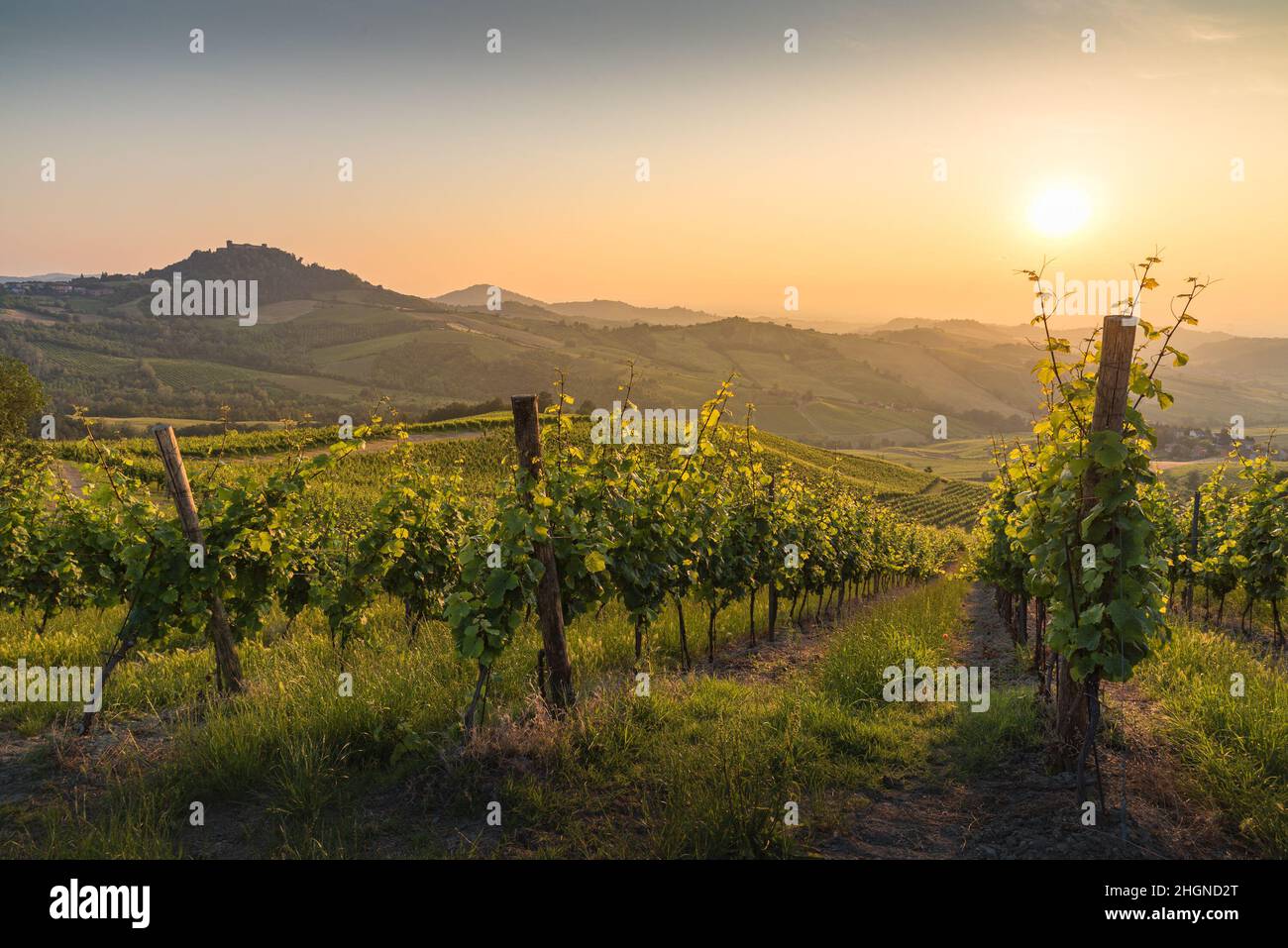 Hügel in Oltrepo' Pavese, bedeckt mit Weinbergen und Feldern bei Sonnenuntergang, Lombardei, Italien Stockfoto