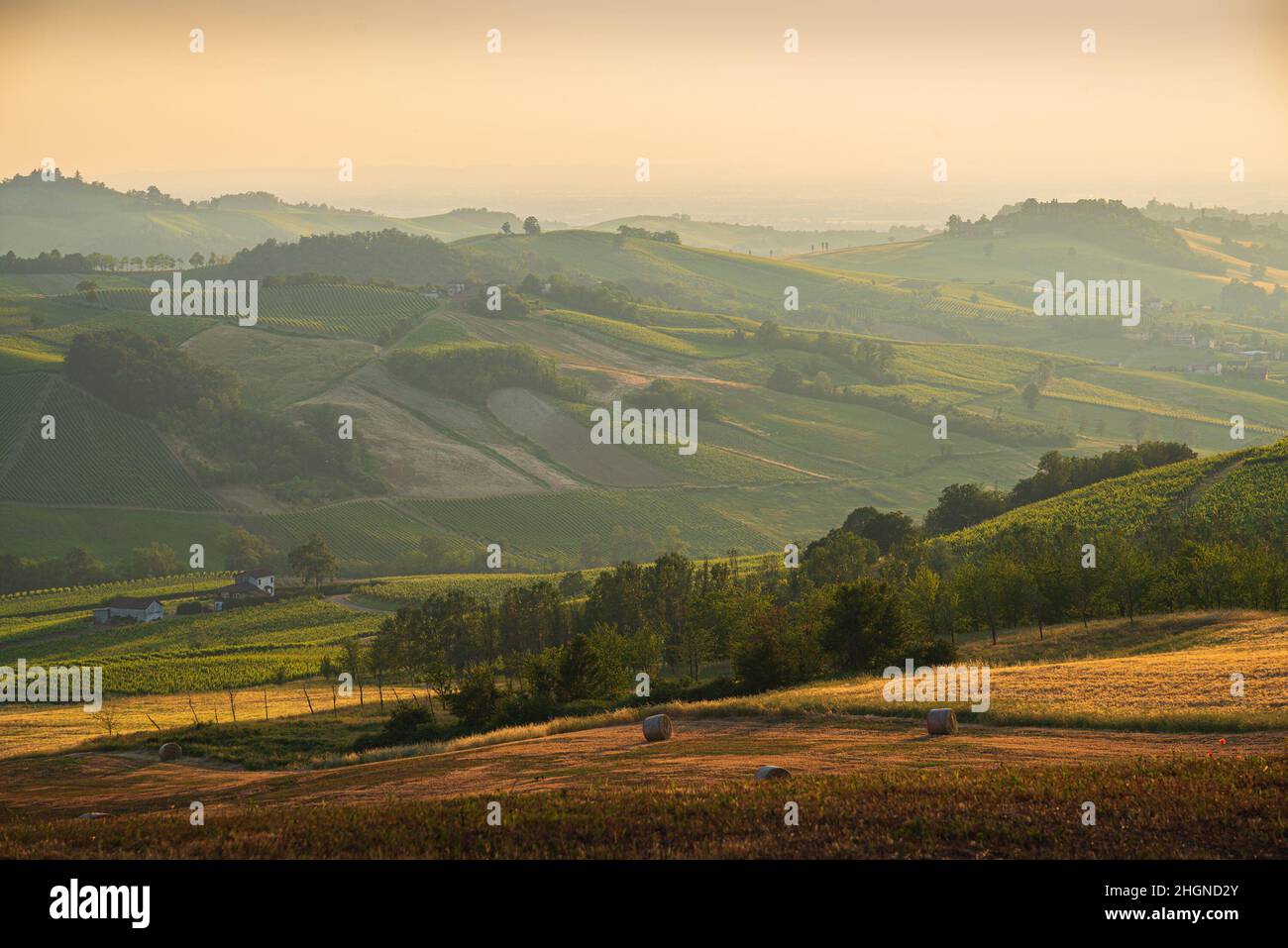 Hügel in Oltrepo' Pavese, bedeckt mit Weinbergen und Feldern bei Sonnenuntergang, Lombardei, Italien Stockfoto