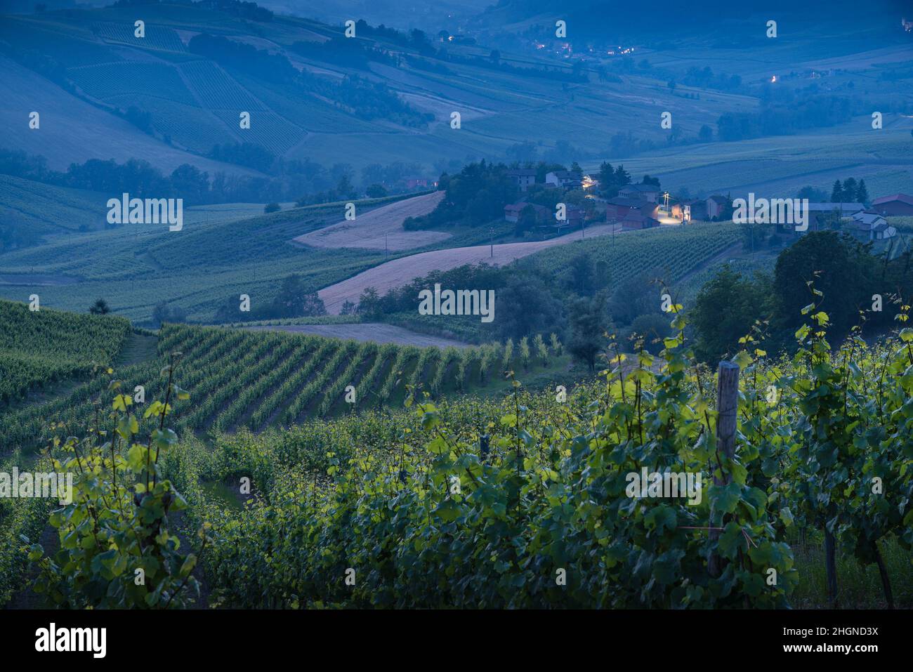 Hügel in Oltrepo' Pavese bedeckt von Weinbergen und Feldern in der Abenddämmerung, Lombardei, Italien Stockfoto