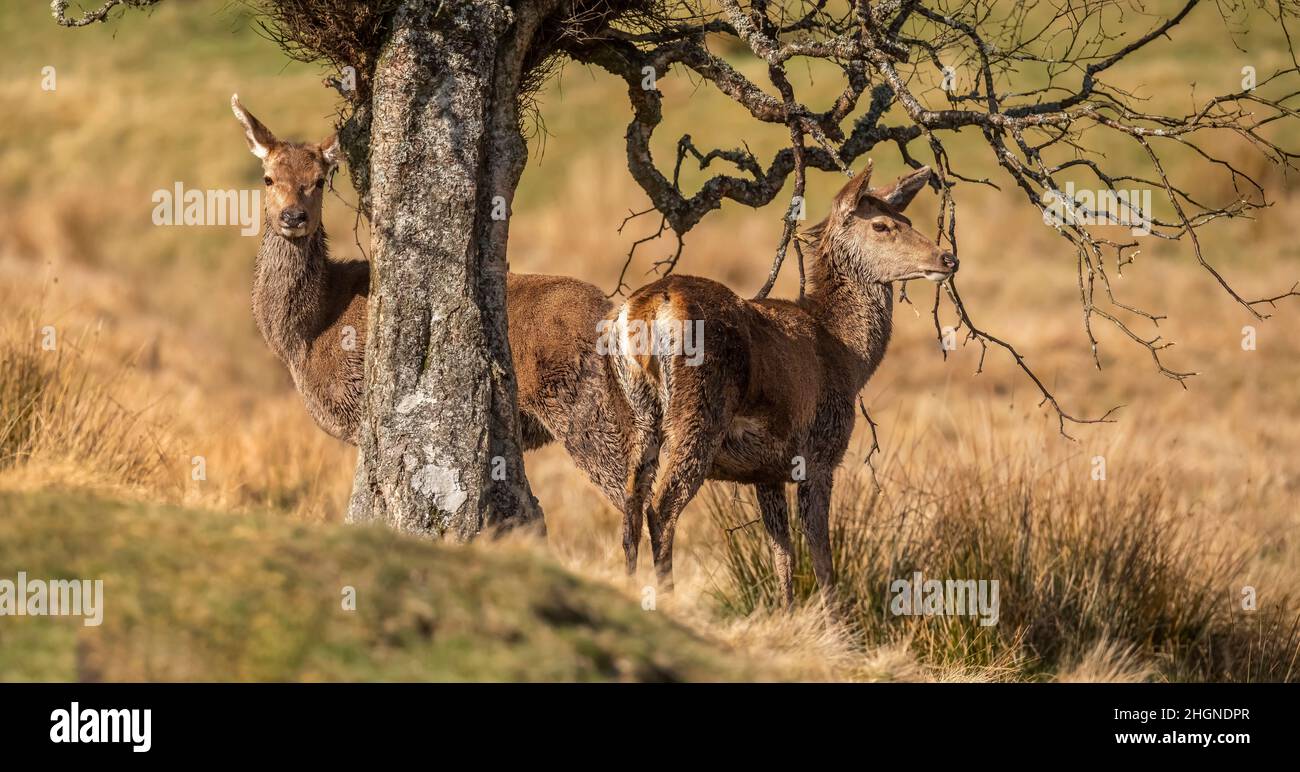 Ein Paar Rotwild neben einem Baum in der Nähe auf Moorland in Schottland Stockfoto