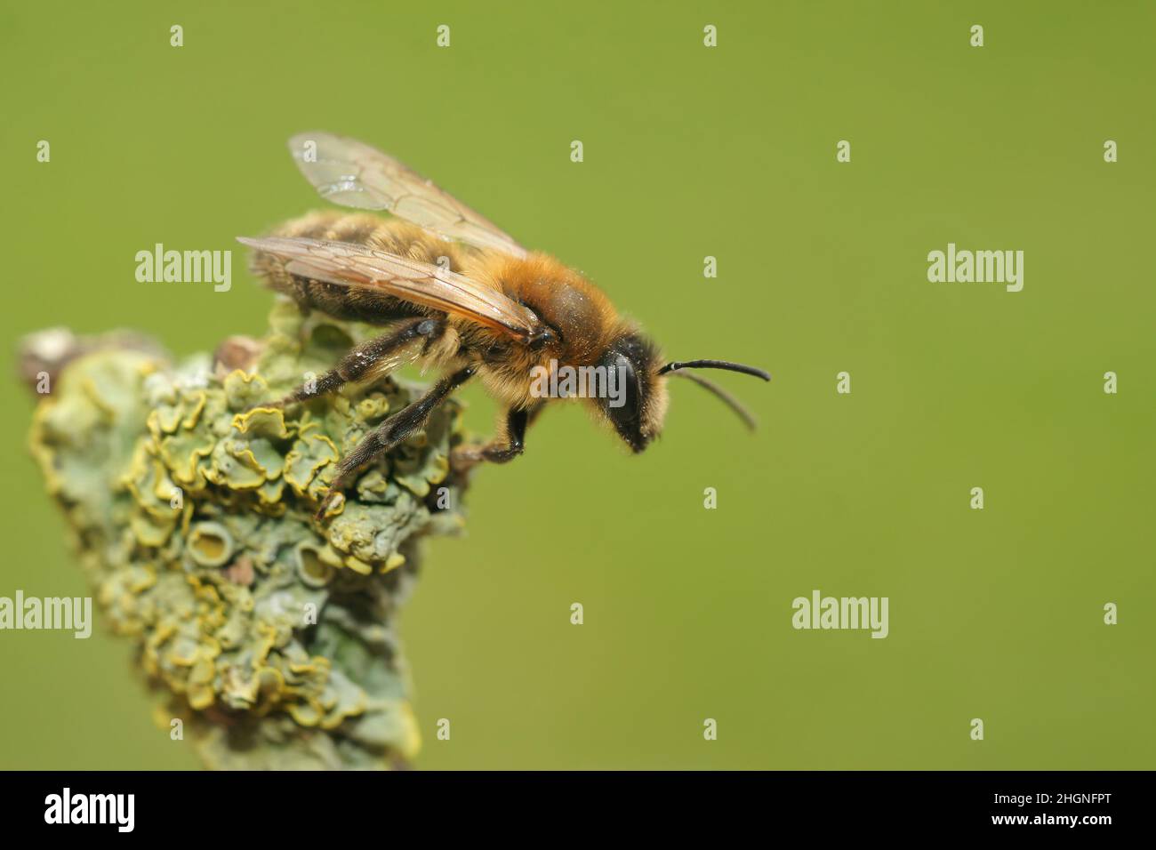 Nahaufnahme einer weiblichen Schokoladenbiene, Andrena carantonica, die auf einem Zweig auf dem Feld sitzt Stockfoto