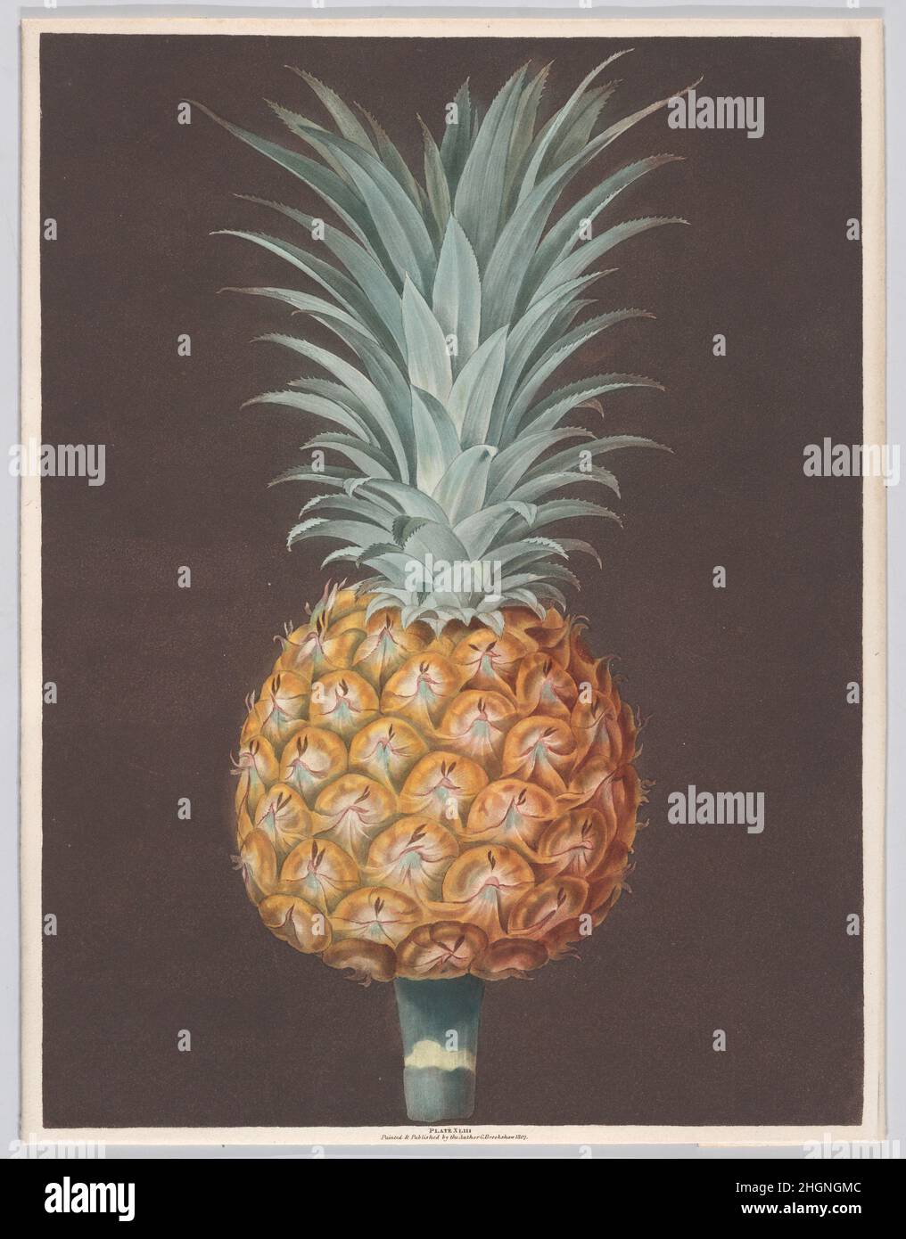 The Brown Havannah Pine 1807 George Brookshaw lebensgroße, farbig bedruckte Darstellungen von Früchten in einer Serie mit dem Titel „Pomona Britannica“ (Früchte Großbritanniens) krönten George Brookshaws Karriere. Die Serie beinhaltete tropische Sorten wie Ananas, zusammen mit Trauben, Pfirsichen und Kirschen, wobei alle in der Nähe von London in Hampton Court, Kensington Palace und Gärten des Prince of Wales in Blackheath gezüchteten Exemplare gezeigt wurden. Brookshaw begann als erfolgreicher Maler und Japaner von Möbeln für wohlhabende Kunden, wechselte dann den Kurs und wurde ein botanischer Zeichner, Lehrer und Verleger von ins Stockfoto