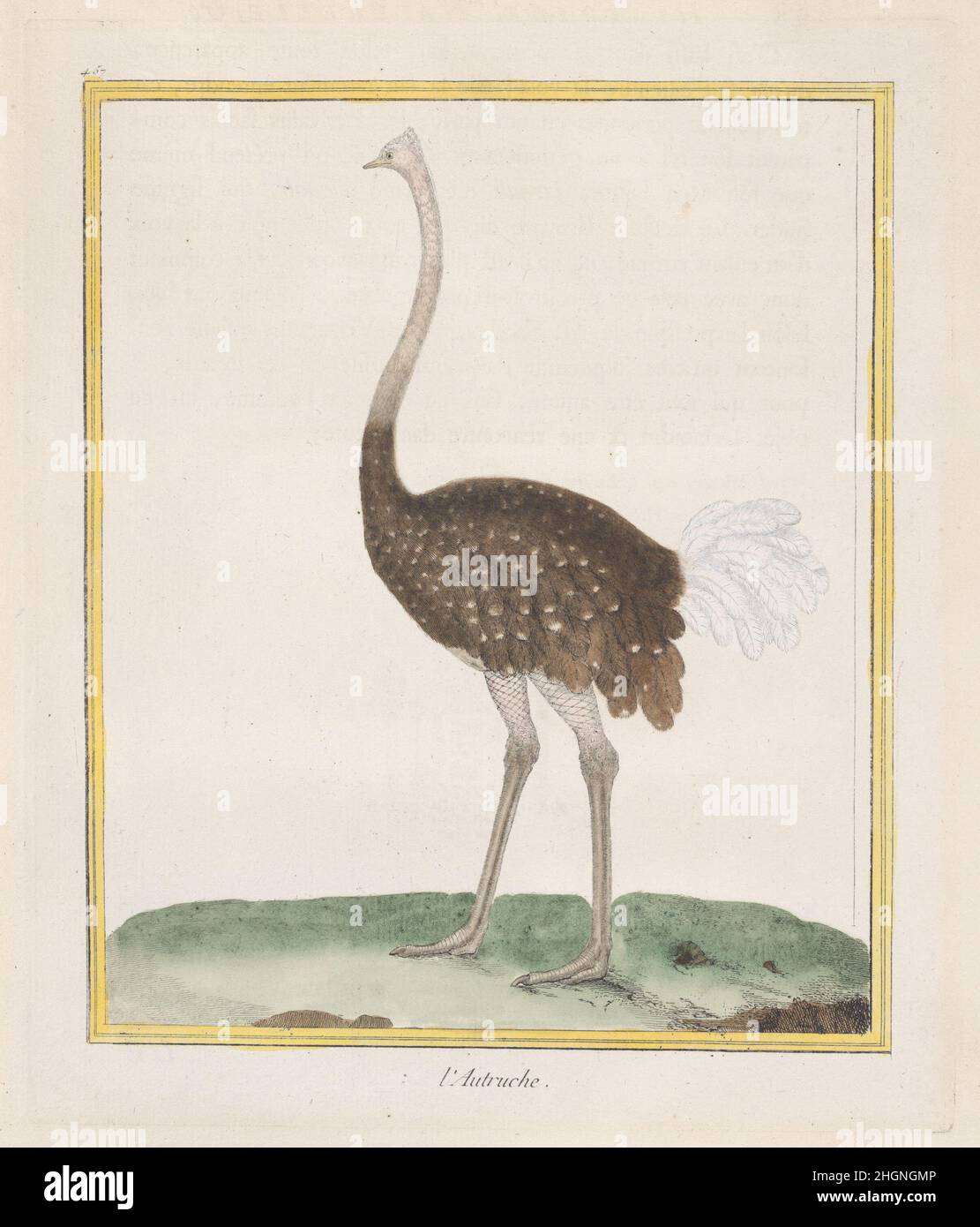 Autruche (Strauß) 1770–86 François Nicolas Martinet Dieses handkolorierte Bild stammt aus 'Histoire Naturelle des Oiseaux', einem berühmten Band, herausgegeben von Georges Louis Leclerc, le comte de Buffon (1707-1788), Intendant du Jardin des Plantes du ROI (Leiter der königlichen botanischen Gärten) unter Louis XV Ursprünglich wurde das Projekt als Teil der umfangreichen weltweiten Buffon-Naturgeschichte „Histoire Naturelle, Générale et Particulière“ konzipiert, die 1749 begonnen wurde. Wie mit handfarbigen Tafeln von Martinet veröffentlicht, wurde das Set zu einem unabhängigen Satz, der 1771-86 veröffentlicht wurde. Durch Gelb gekennzeichnet Stockfoto