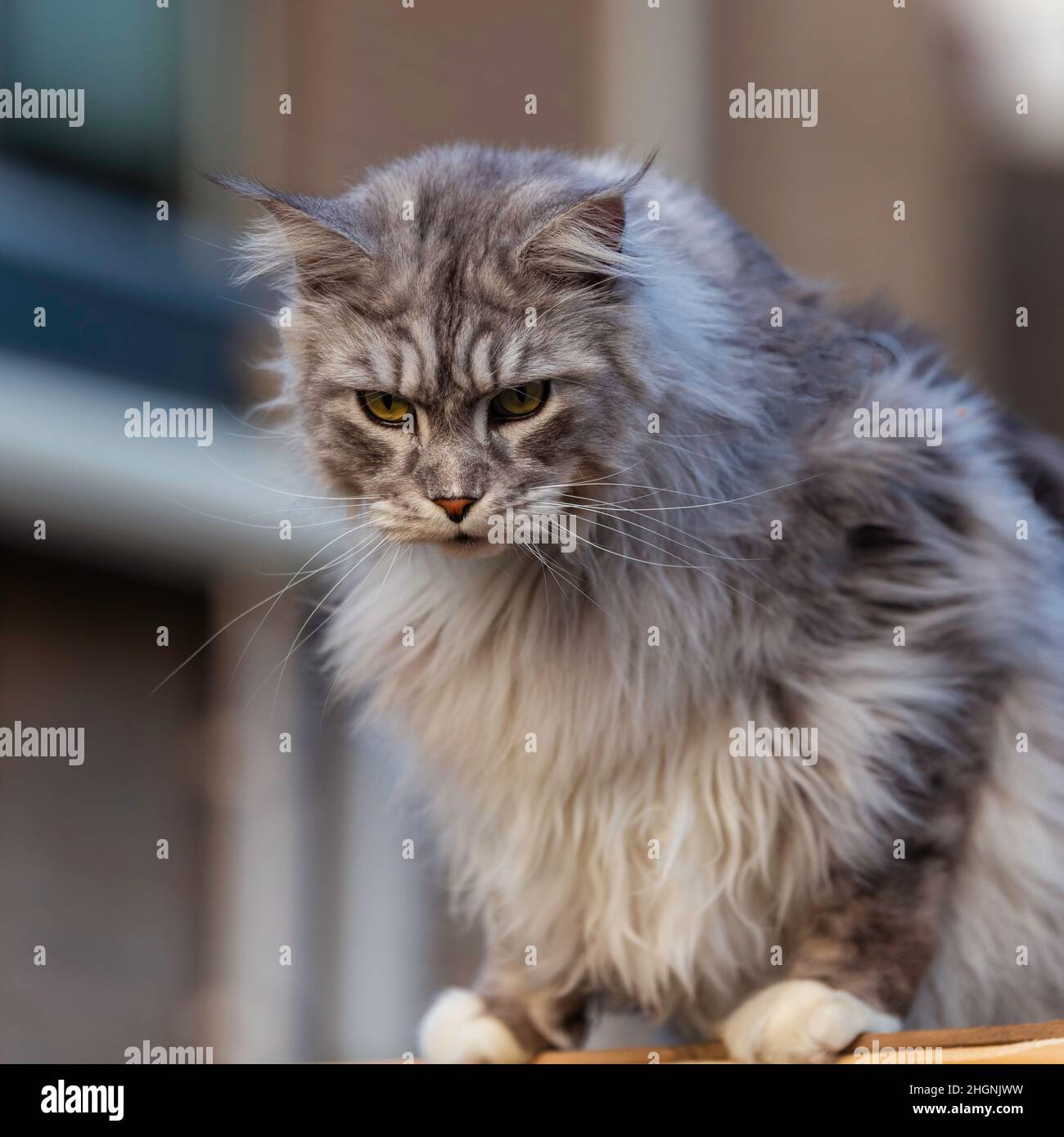 Graue Katze mit großen grünen Katzenaugen. Stockfoto