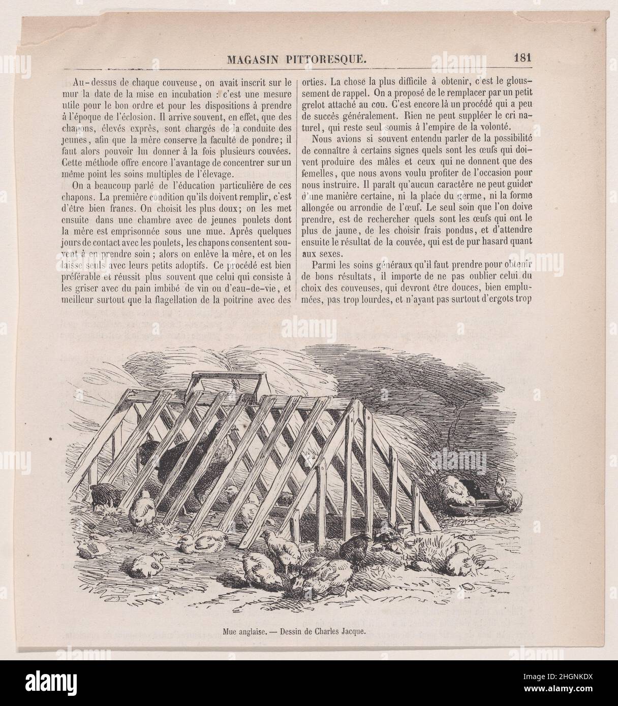 Mue Anglaise; aus Magasin Pittoresque ca. 1852 Charles Jacque. Mue Anglaise; aus Magasin Pittoresque. Charles Jacque (Französisch, Paris 1813–1894 Paris). Ca. 1852. Holzstich. Ausdrucke Stockfoto