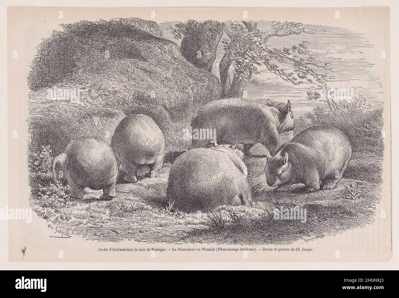 The Wombat, aus 'Le Magasin Pittoresque' 1864 Charles Jacque. Der Wombat, aus 'Le Magasin Pittoresque'. Charles Jacque (Französisch, Paris 1813–1894 Paris). 1864. Reliefdruck (Comte-Prozess). Ausdrucke Stockfoto