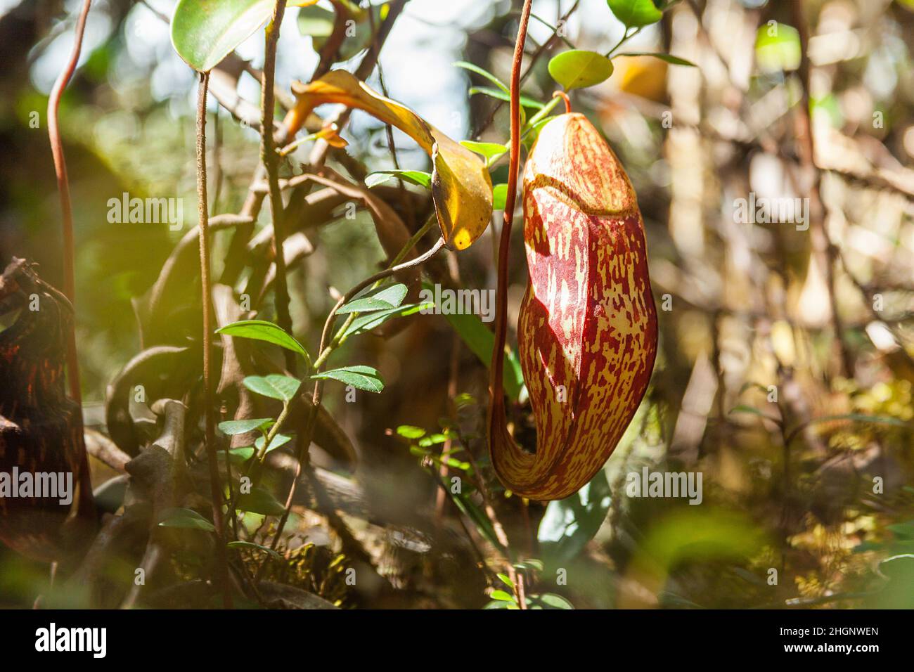 Affenbecher Blume im Wald von Malaysia Stockfoto