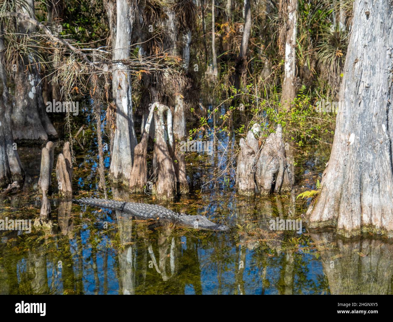 Alligaotor unter Cyrpress-Bäumen im Sumpf entlang der Loop Road im Big Cypress National Preserve in Florida USA Stockfoto