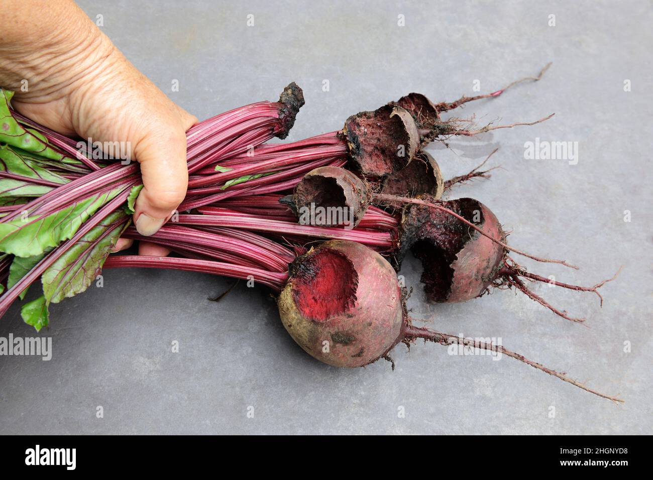 Rote Bete, Sorte Rhonda, von Nagetieren (wahrscheinlich Mäusen) genagt, ausgehöhlte oder vollständig abgefressen, Zahnspuren sichtbar. Stockfoto