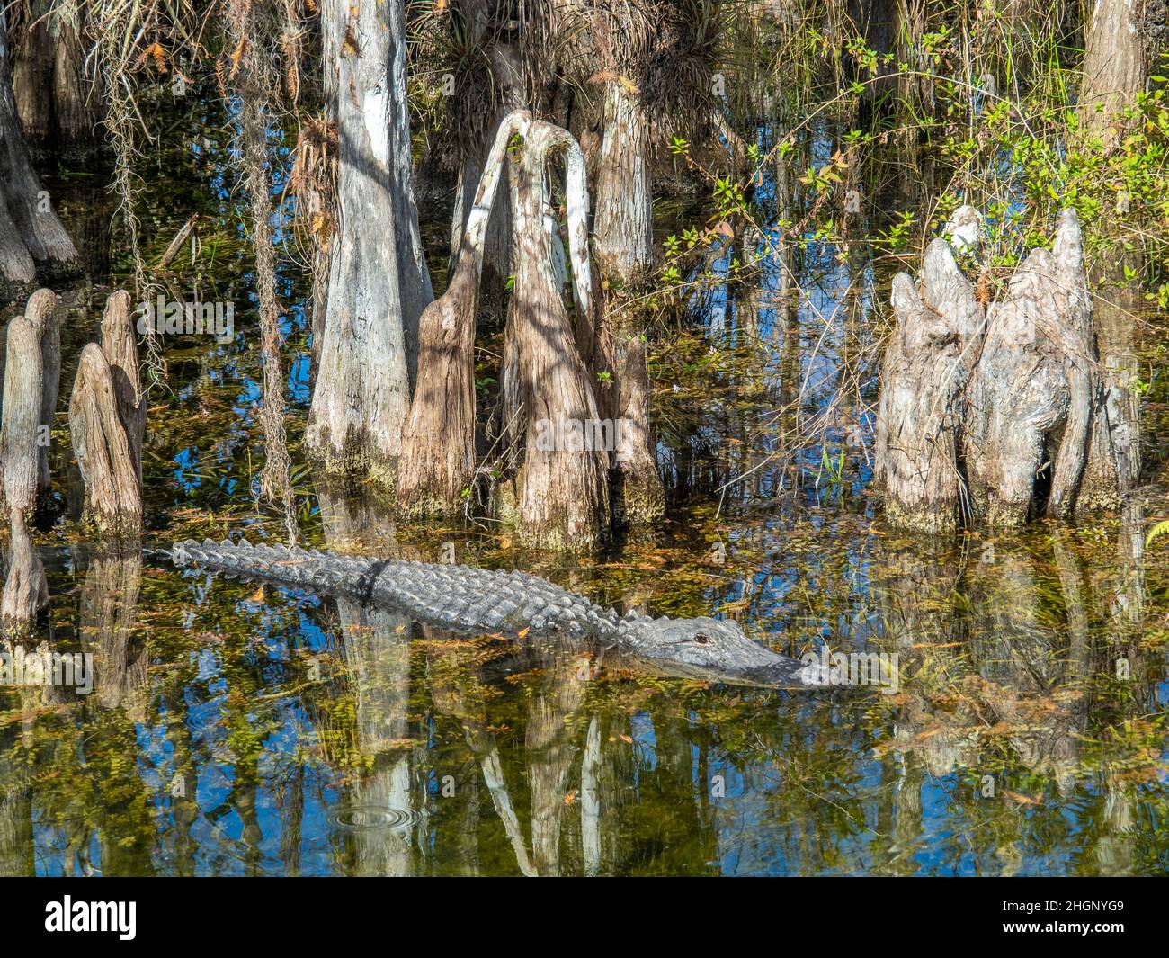 Alligaotor unter Cyrpress-Bäumen im Sumpf entlang der Loop Road im Big Cypress National Preserve in Florida USA Stockfoto