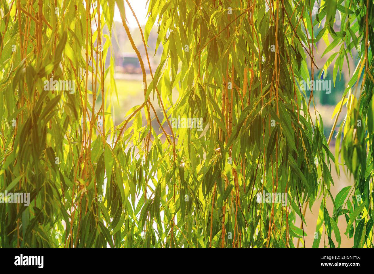 Grüne Zweige der Trauerweide über dem Fluss im Sonnenlicht. Stockfoto