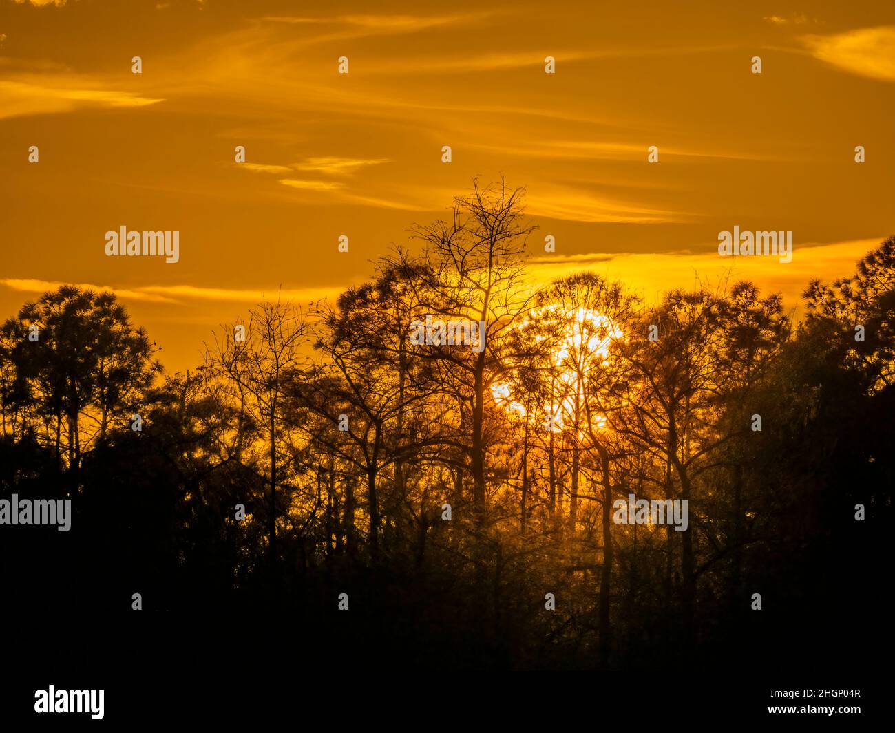 Sonnenuntergang im Kirby Shorter Roadside Park im Big Cypress National Preserve in Florida USA Stockfoto