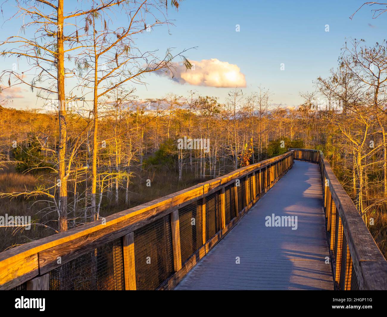 Später Nachmittag auf dem Braodwalk Trail im Kirby Shoter Roadside Park im Big Cypress National Preserve im Süden von Florida USA Stockfoto