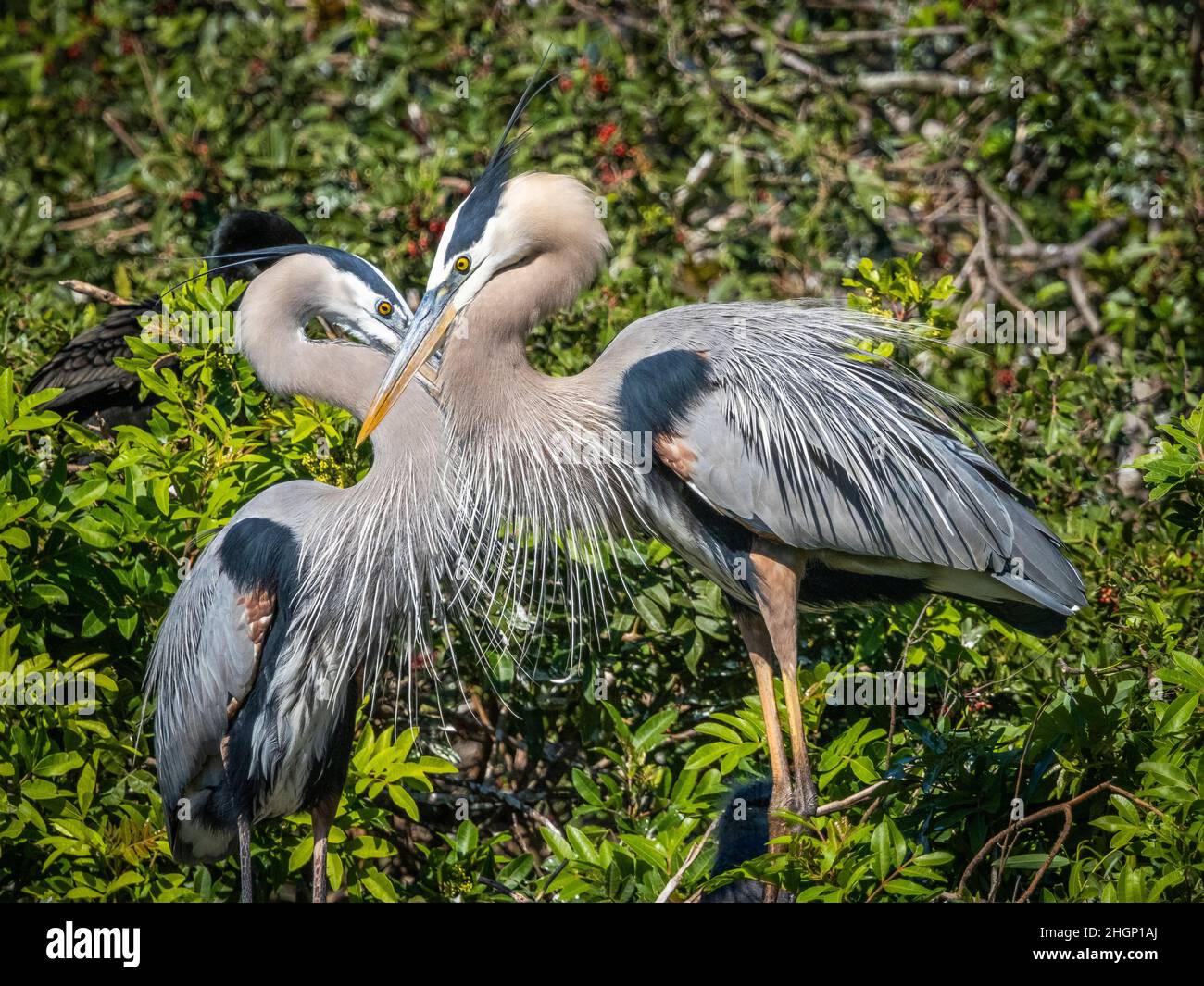Zwei große Blaureiher interagieren miteinander in der Vogelfabrik Venice Audubon in venice Florida USA Stockfoto