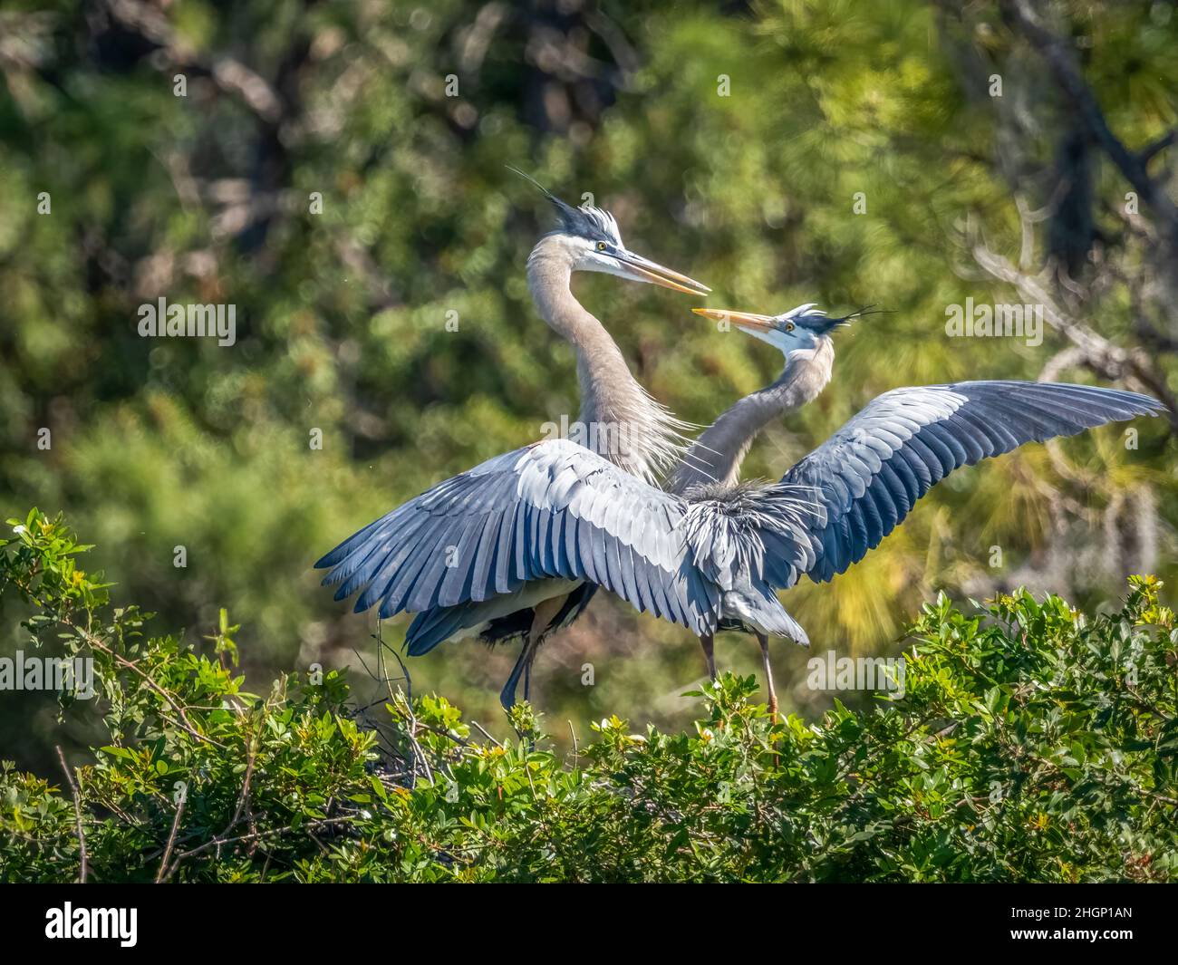 Zwei große Blaureiher interagieren miteinander in der Vogelfabrik Venice Audubon in venice Florida USA Stockfoto